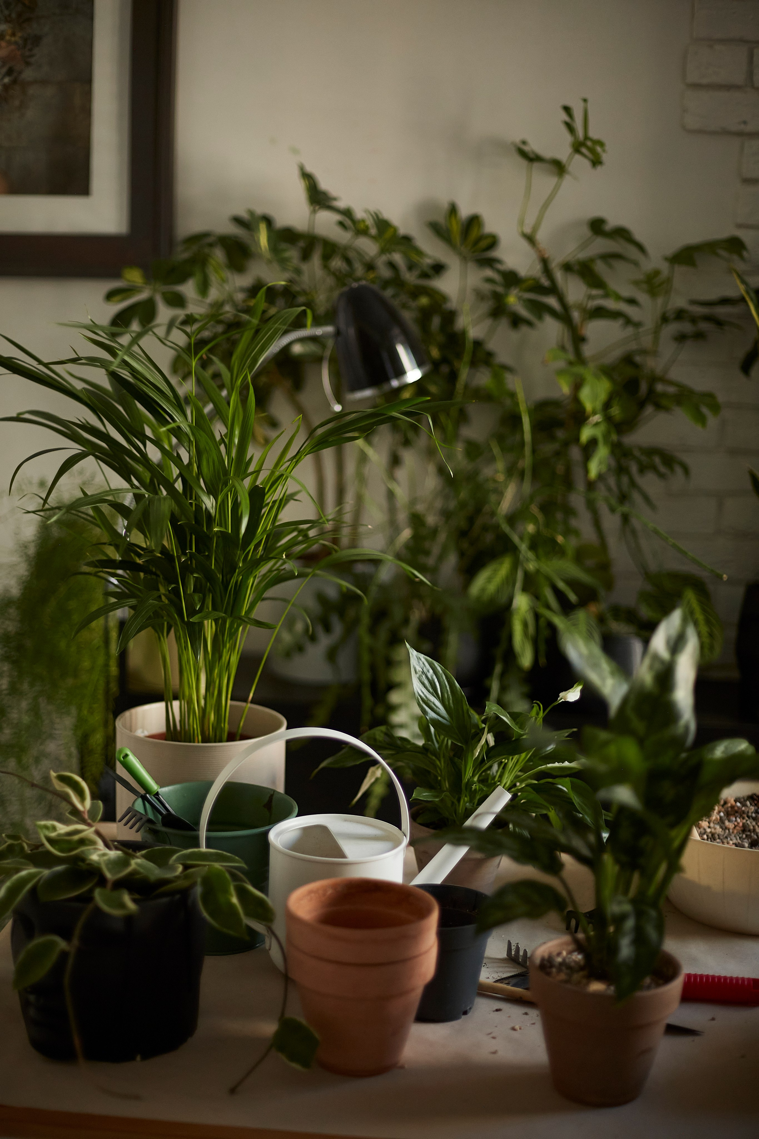 Елена — озеленитель, блоггер. Анастасия Зобнинá — фотограф в Санкт-Петербурге/СПб