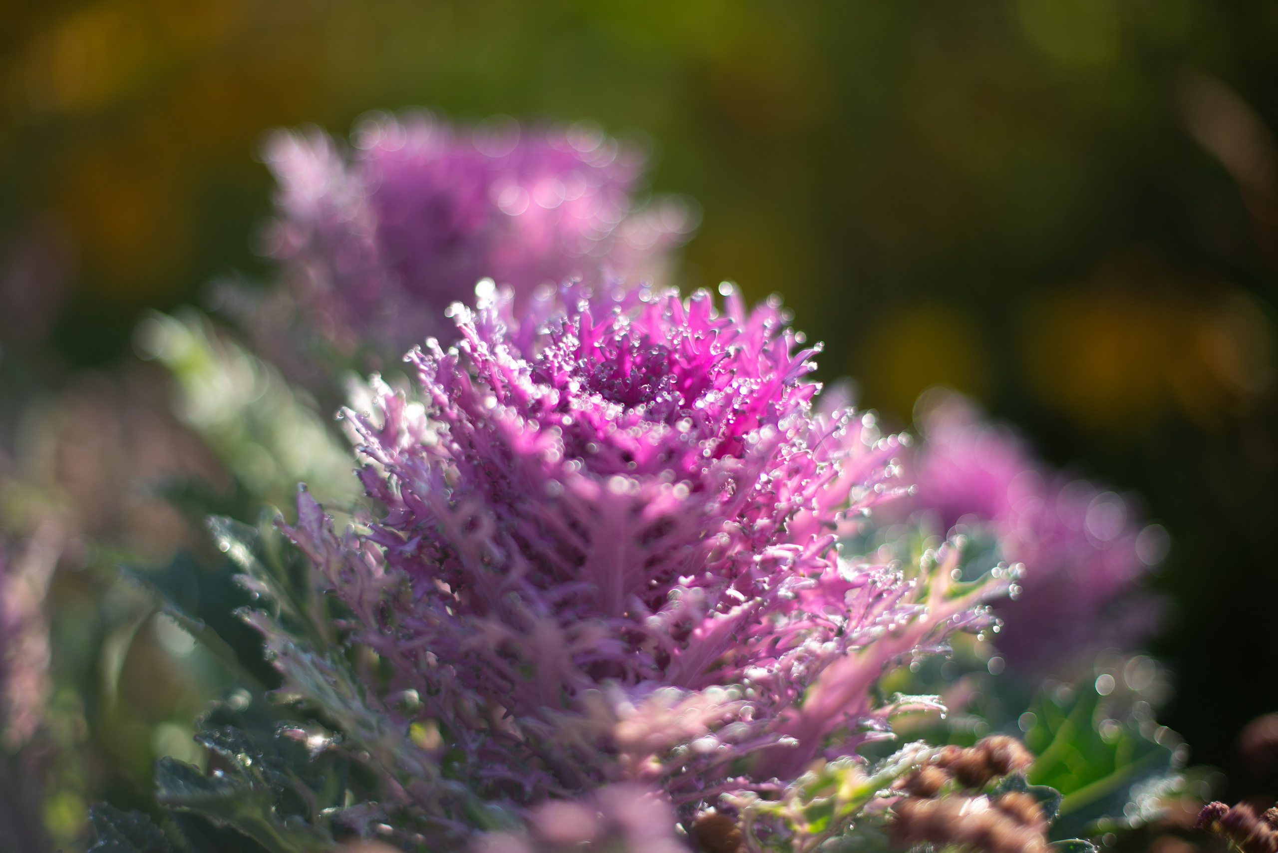 Цветы сада МГУ. Victoria Radjevna Репортажный Фотограф — Видеограф Москва • Санкт-Петербург
