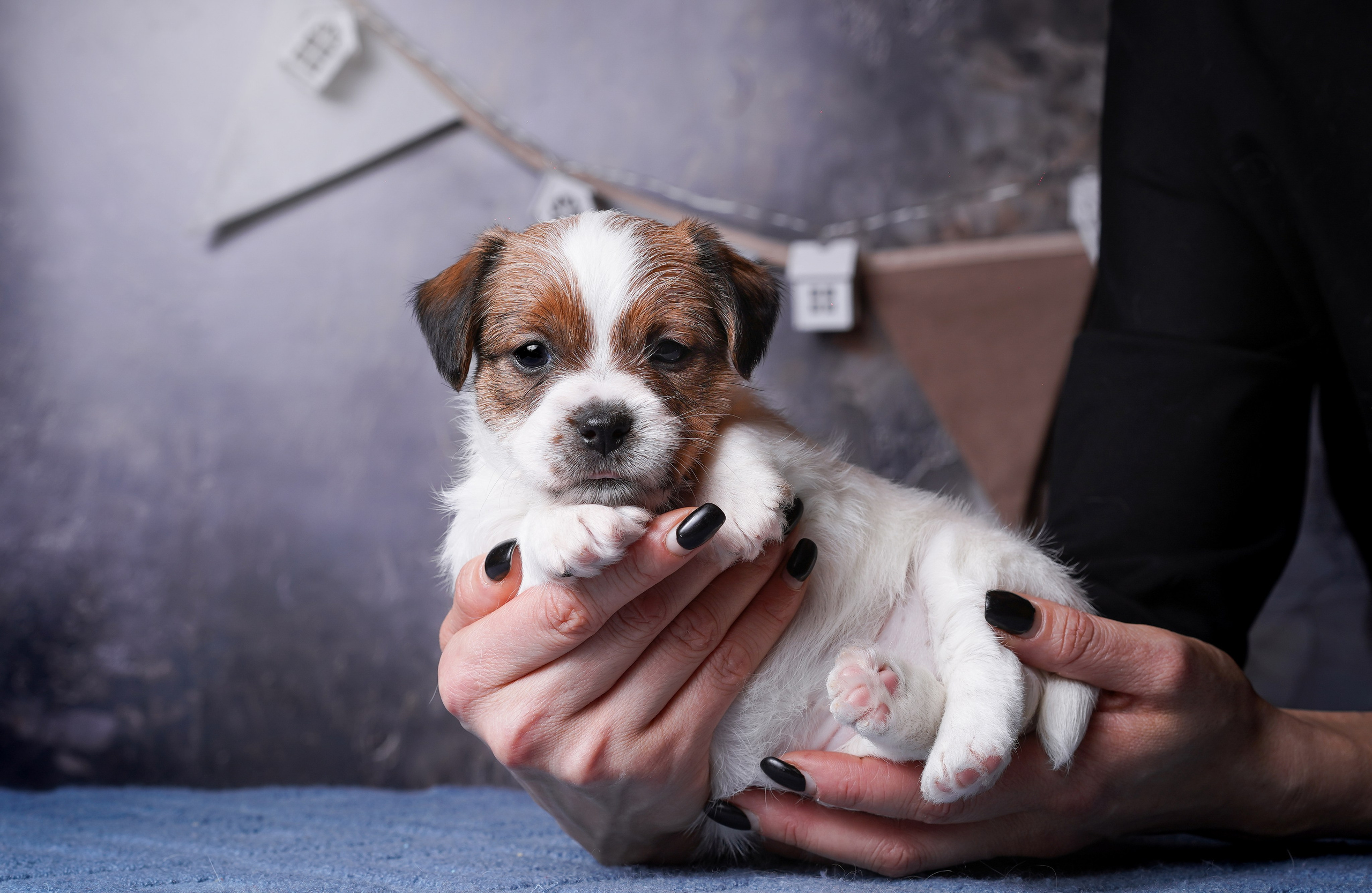 Щенули джек-рассела. Фотограф-анималист в Санкт-Петербурге Яна Мартынова