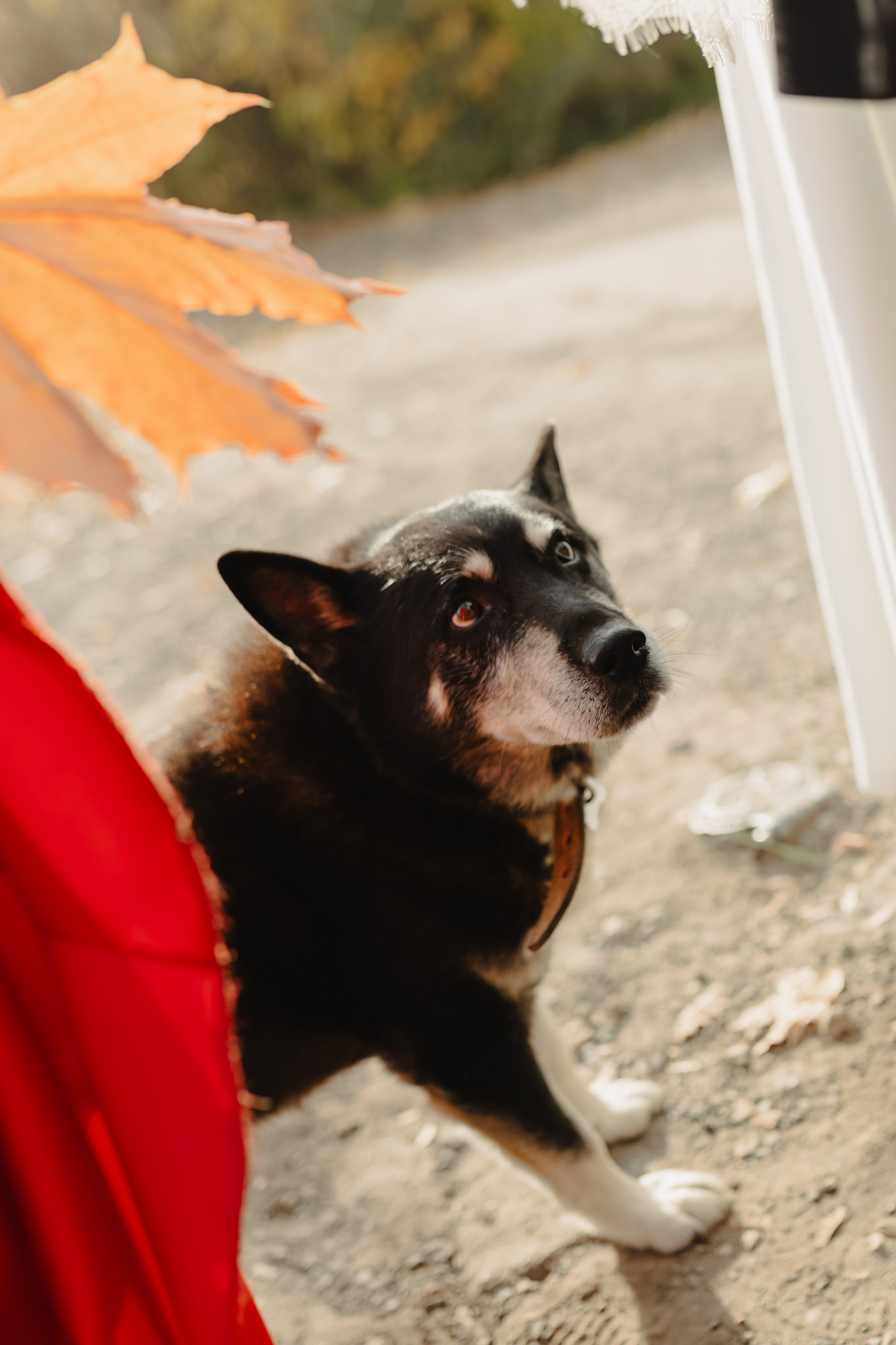 Свадьба Лены и Миши. Свадебный и семейный фотограф Женя Добрянская в Нижнем Новгороде