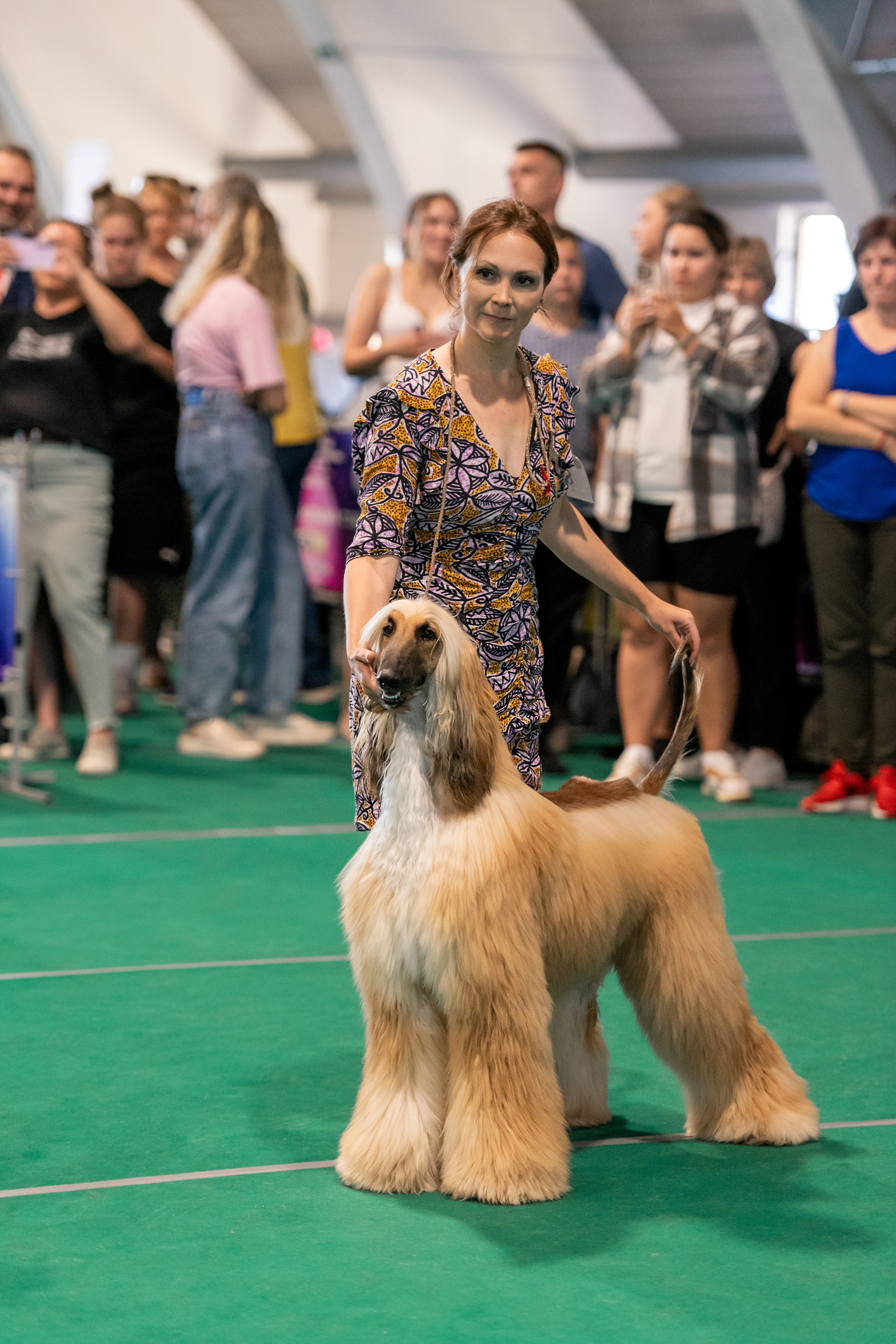 06-07.09.25 Международная выставка собак, Минск, CACIB, FCI. Галерея фотографий афганской борзой
