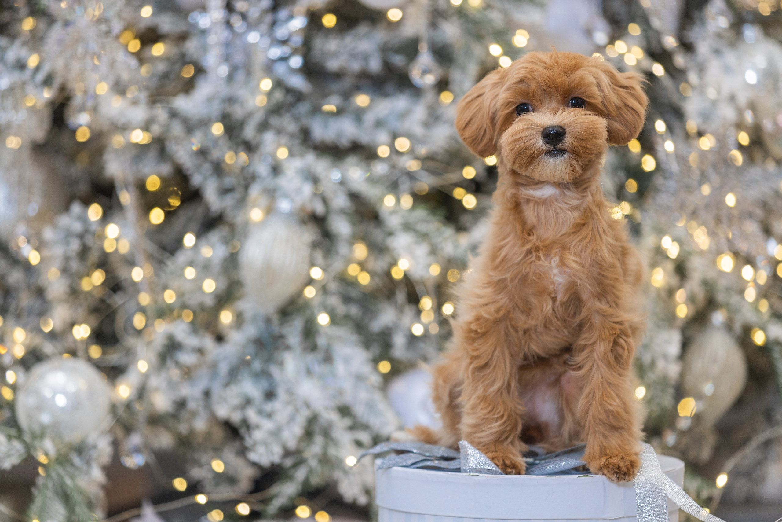 Хвостатый Новый Год. Фотограф Алена Звездина