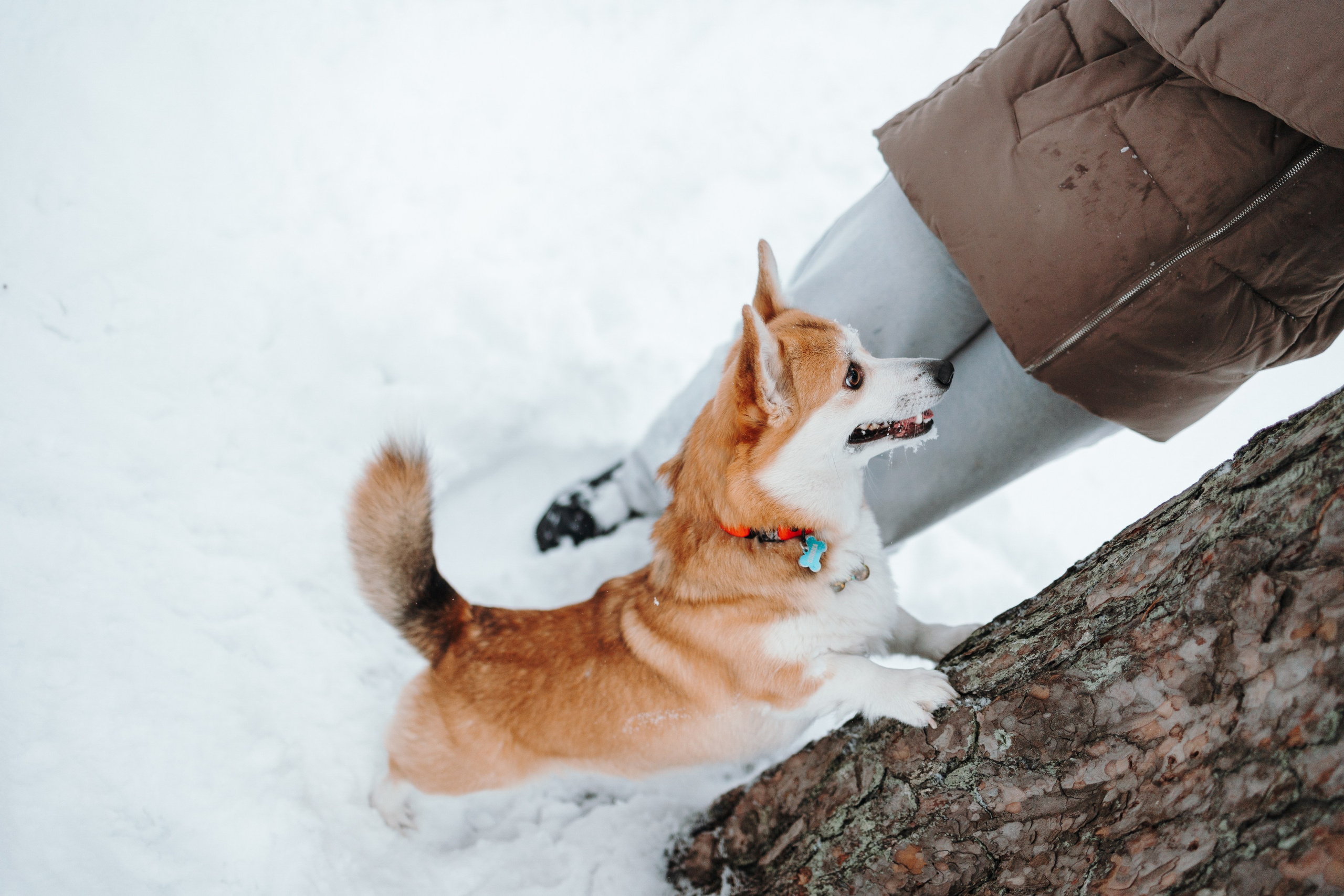 Оливка и ее семья. Фотограф — Анималист | Санкт-Петербург