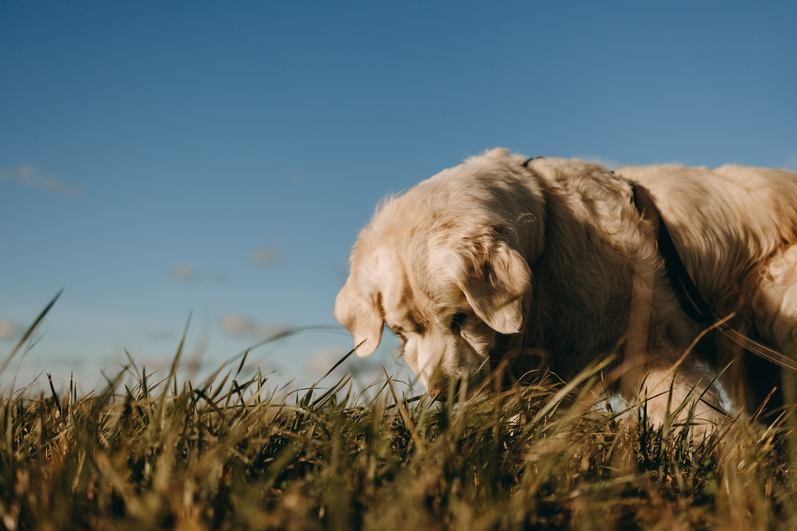 Лера и Скай. Фотограф — Анималист | Санкт-Петербург
