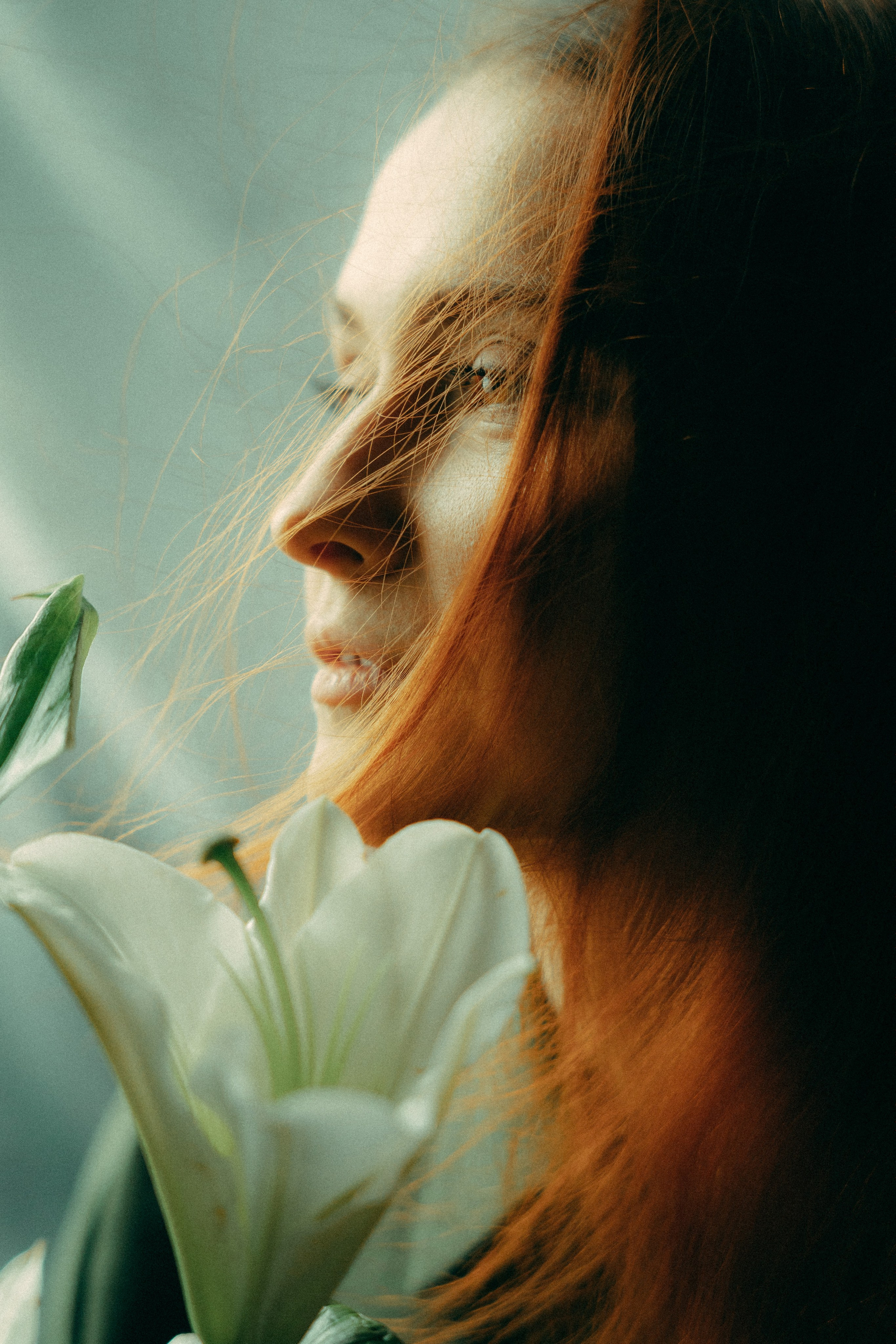 Лилии. Фотограф Москва