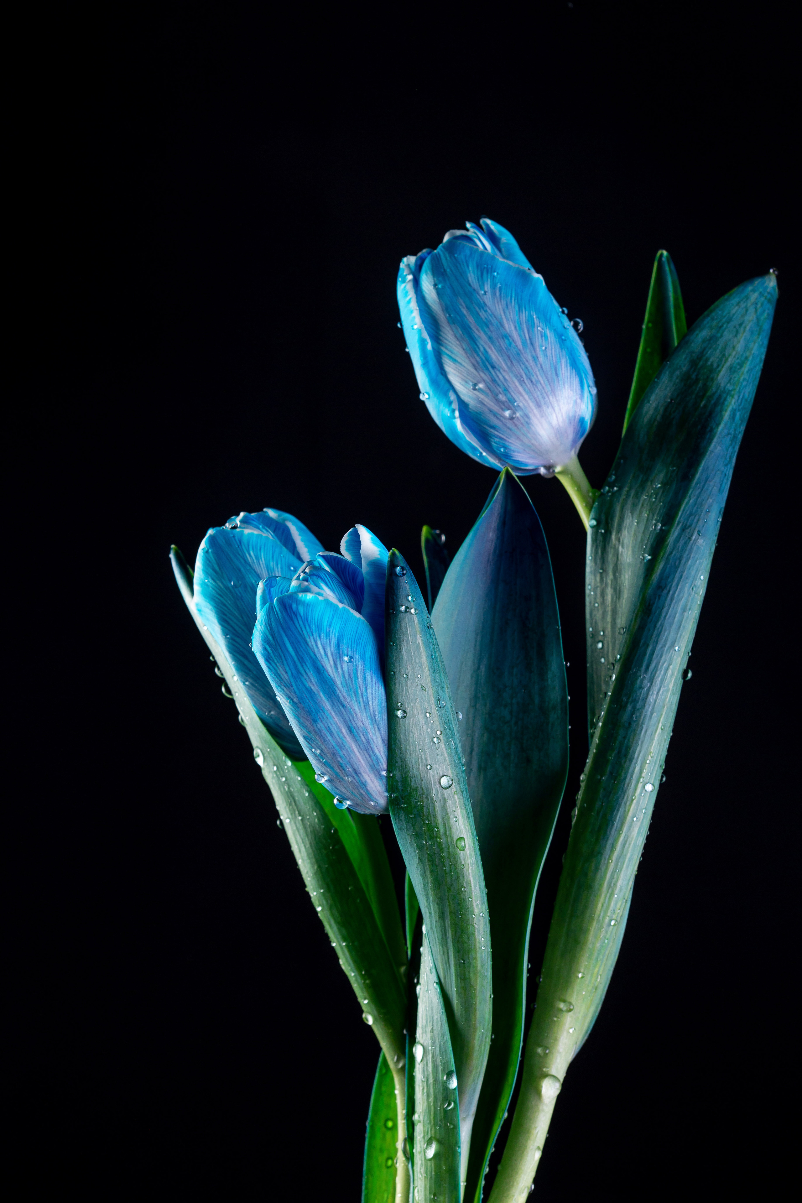 Меню, соцсети. ФУД ФОТОГРАФ САРАТОВ, РЕКЛАМНЫЙ ФОТОГРАФ | АЛЕКСАНДР ГАВРИЛЫЧЕВ