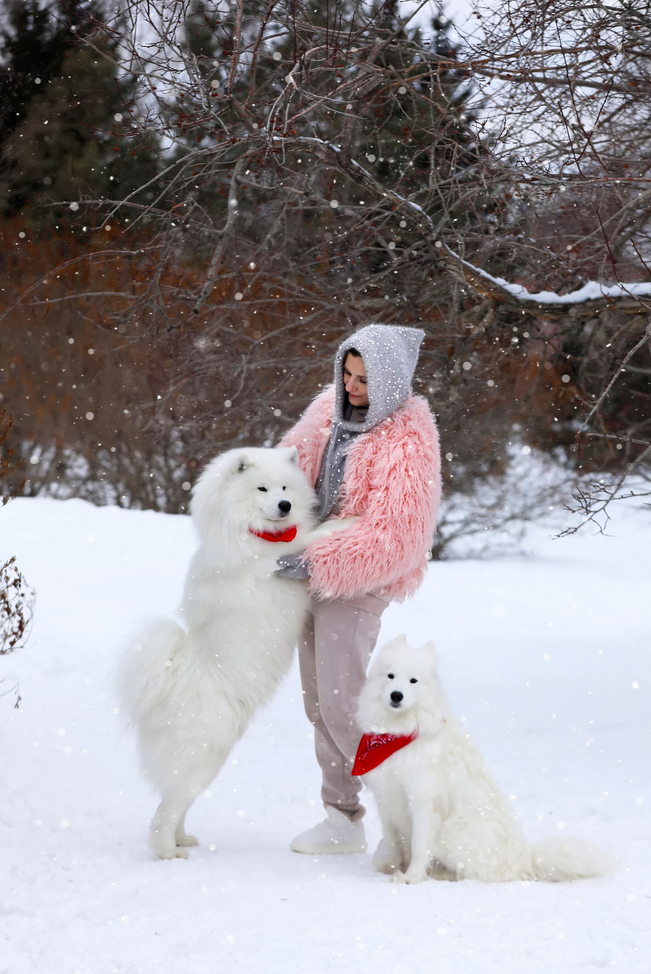 Юлия Квиткина фотограф. Самоед Новосибирск