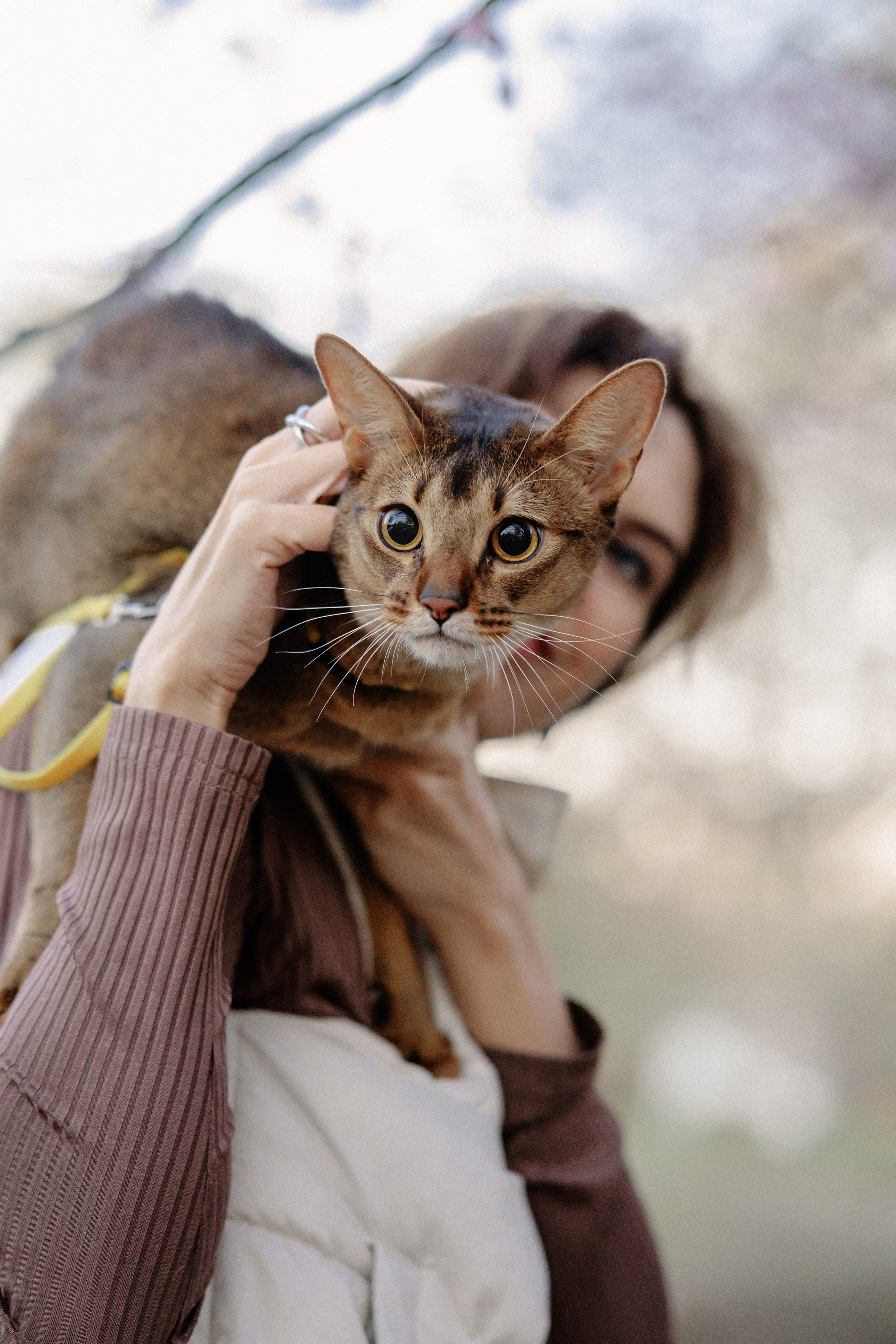 Екатерина и Персик. Фотограф в Санкт-Петербурге Алёна Губинская