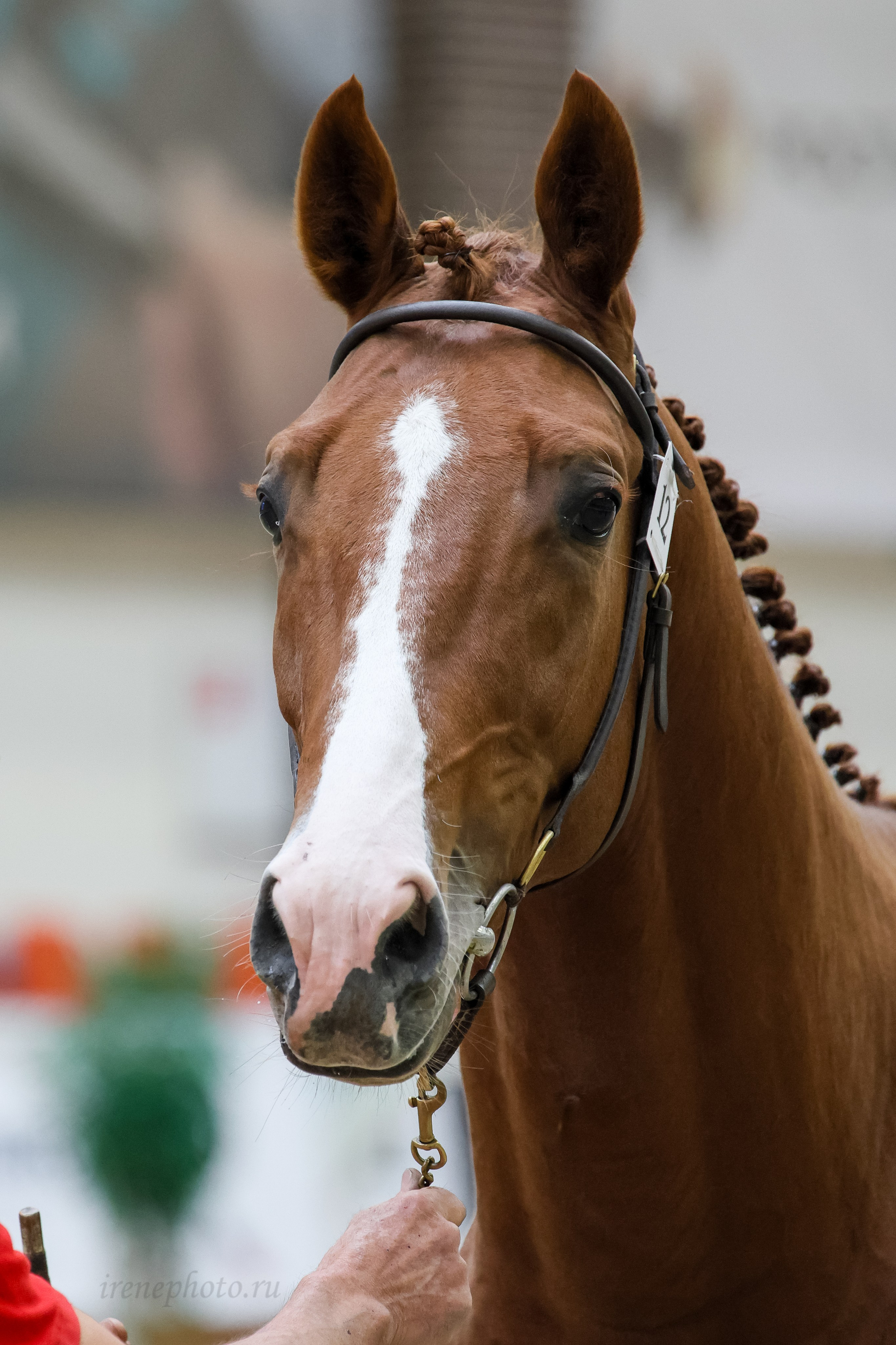 Конная Россия 2024 Оценка двигательных качеств. Irenephoto.ru