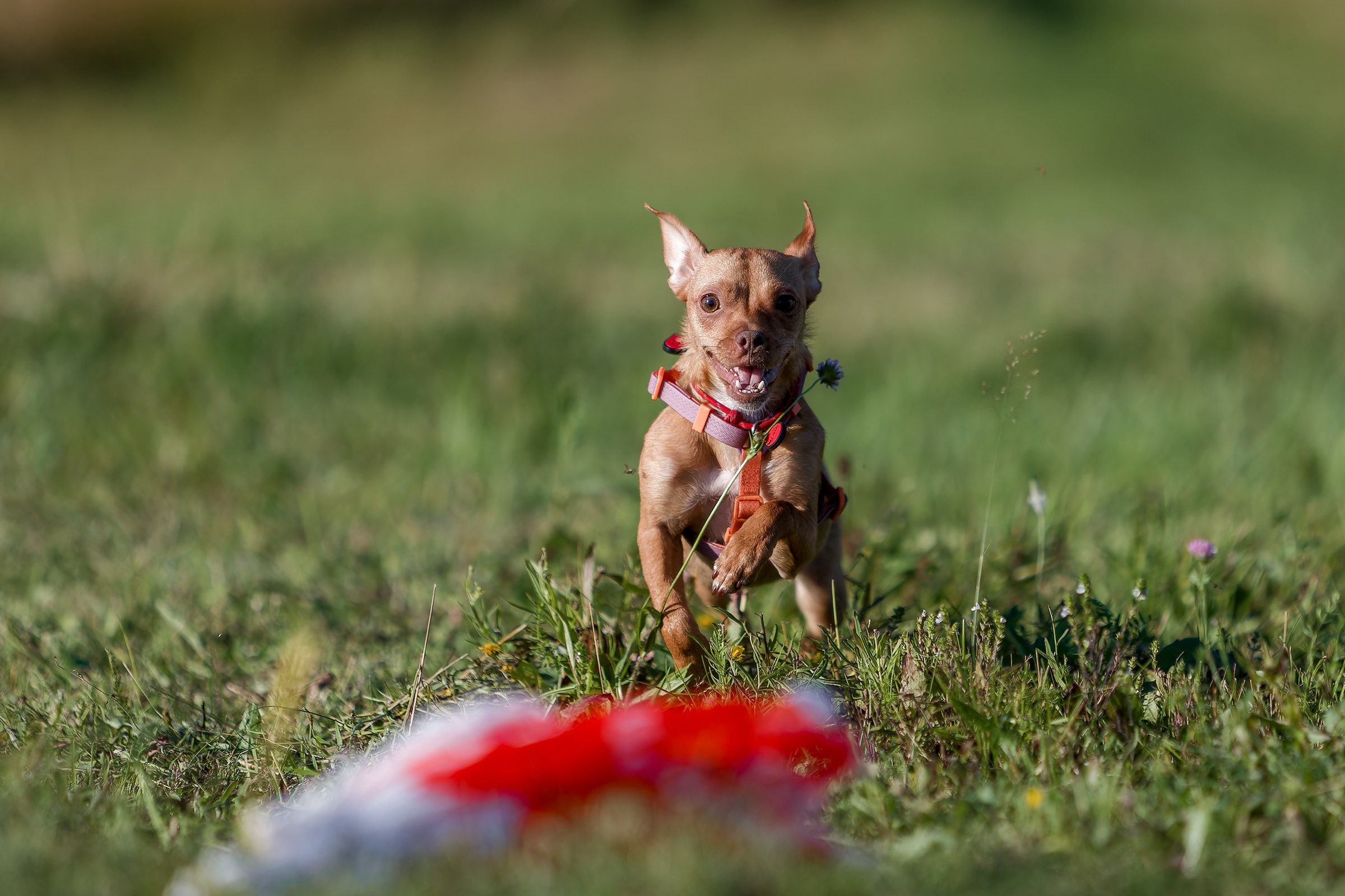 Собаки в движении. Irenephoto.ru