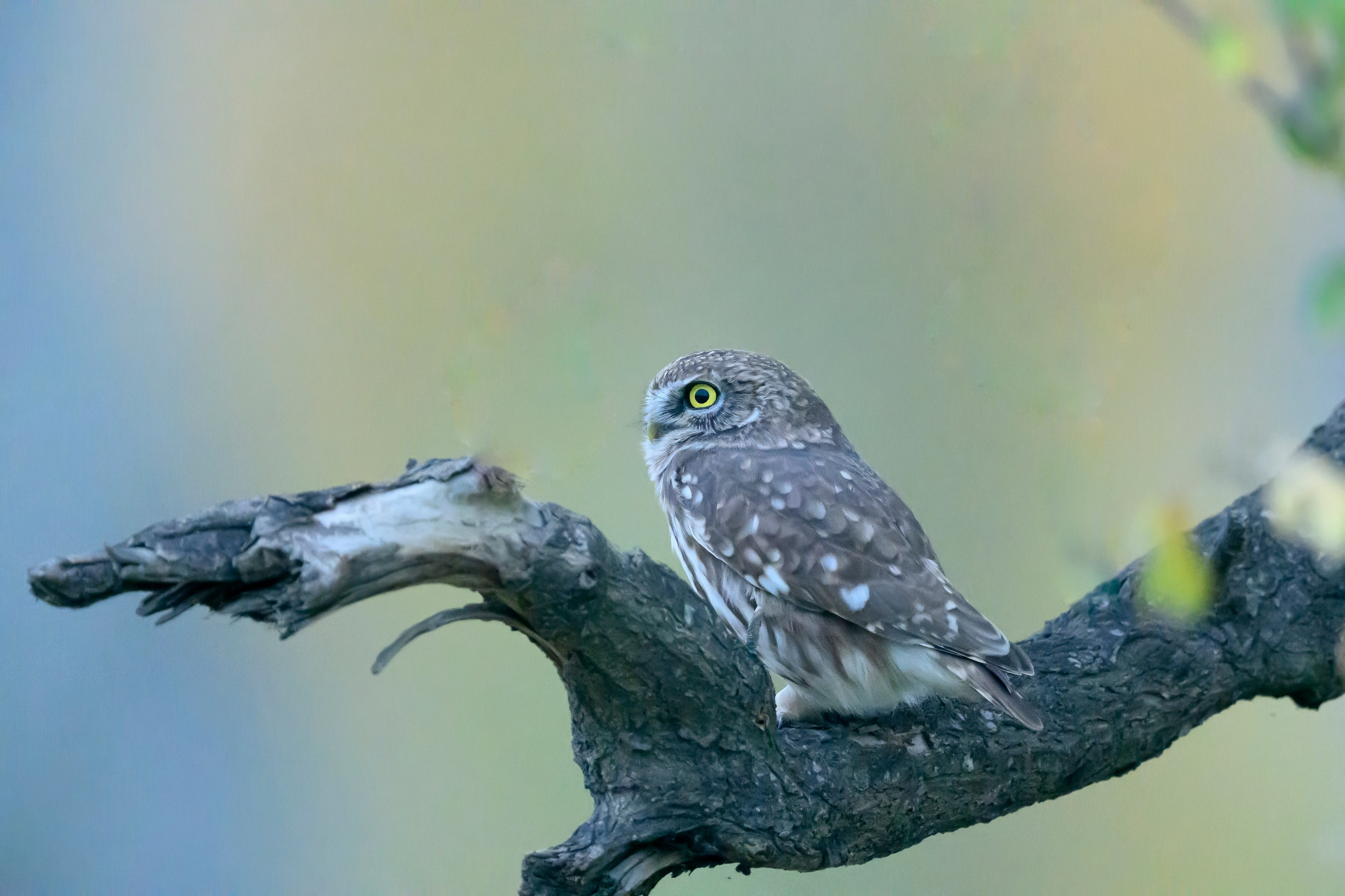 Дагестан. Ноябрь 2025. Фотограф Сергей Пупонин
