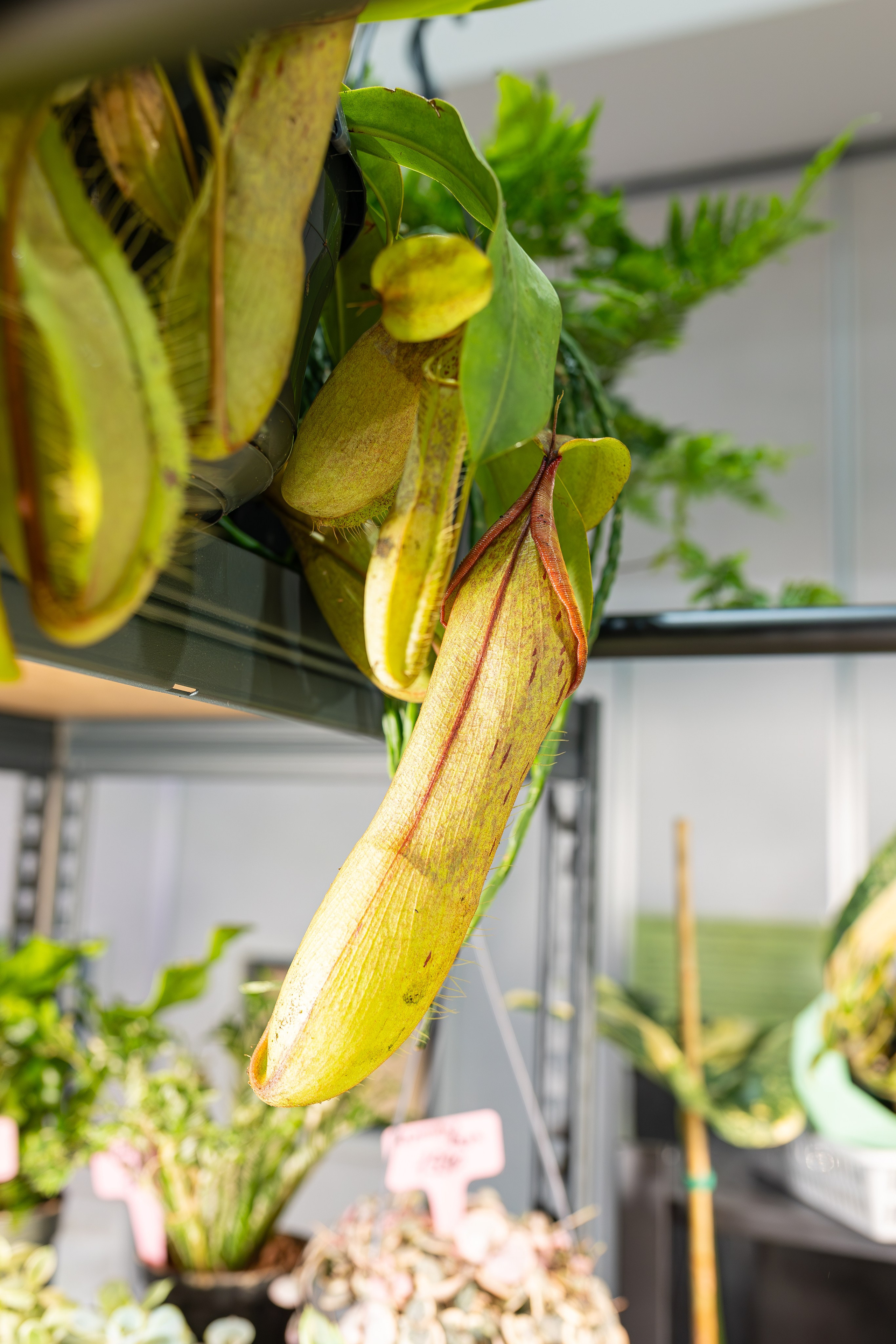 Монстериум апрель 2026. Александра Куликова фотограф, Москва