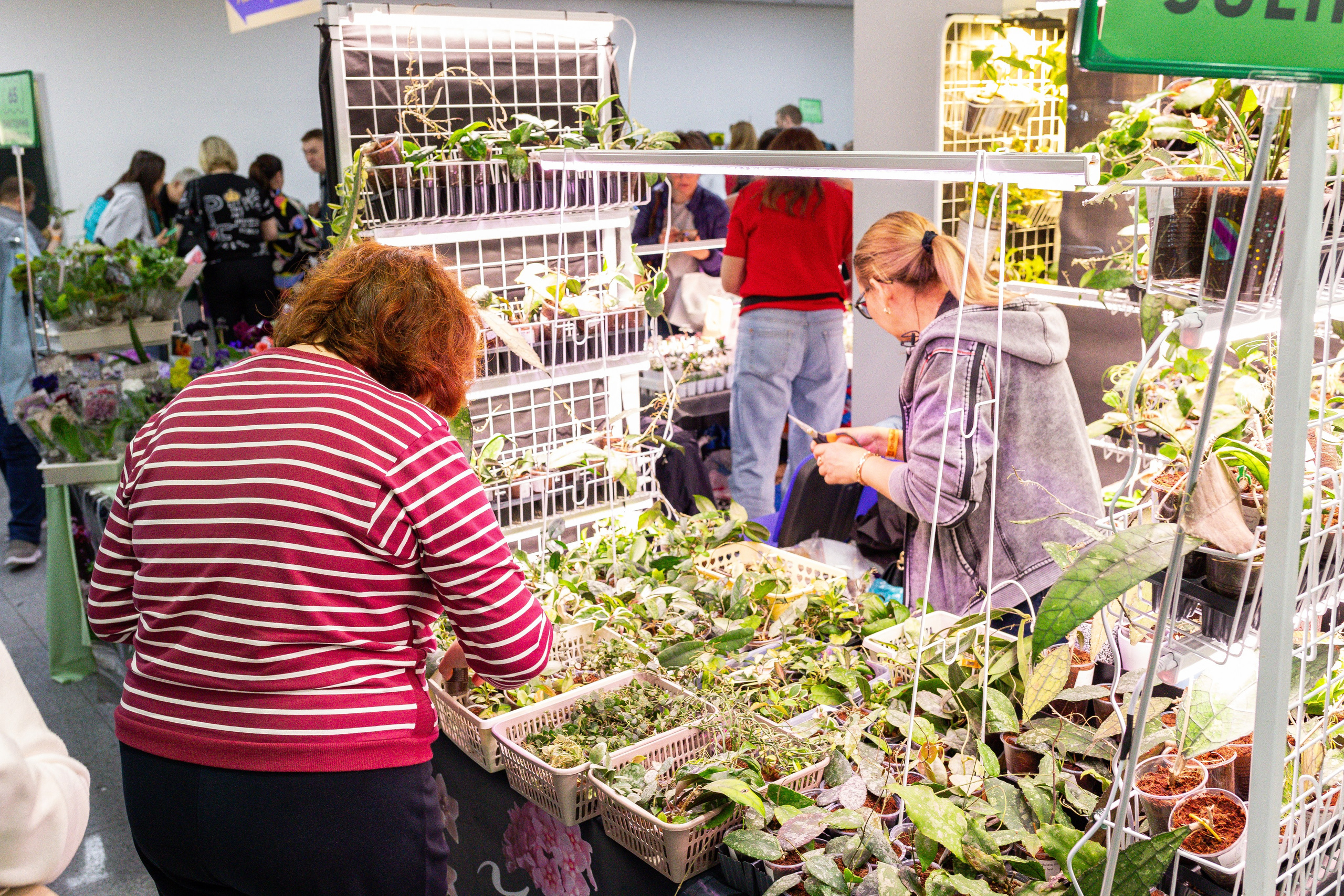 Орхидиум май 2025. Александра Куликова фотограф, Москва