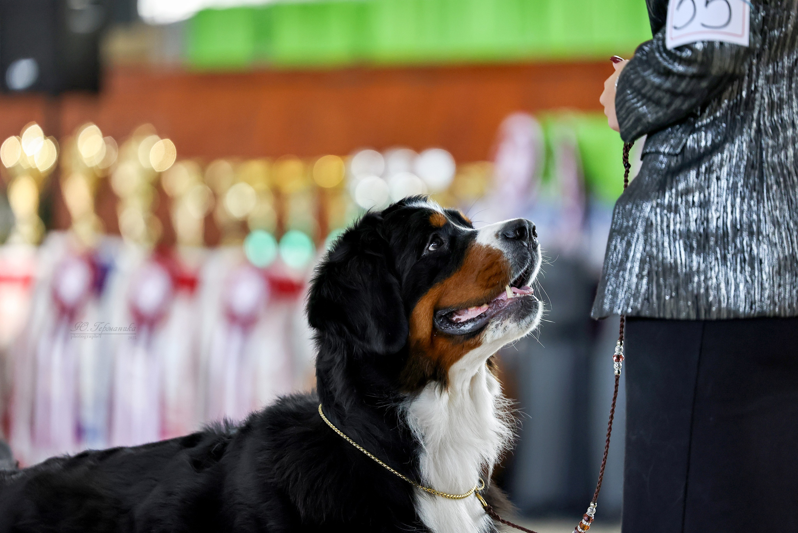 Астана 2хCACIB 26-28.09.2025. Фотограф-анималист Юлия Германика