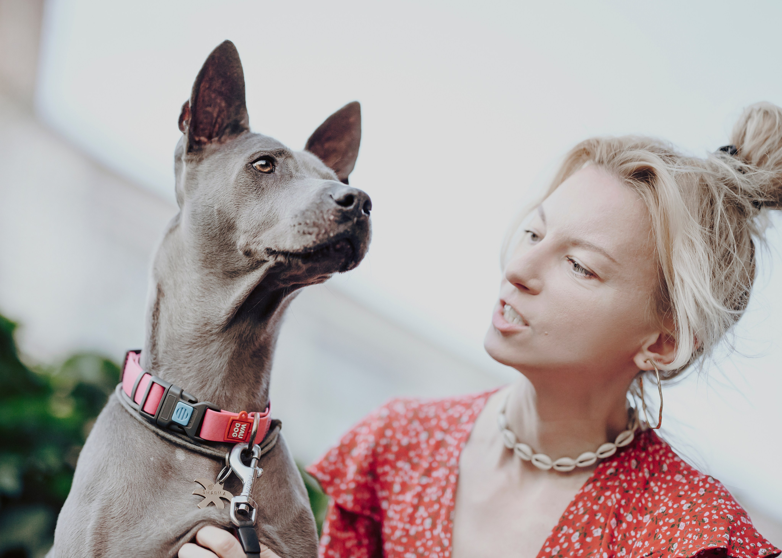 Шарма. Фотограф- анималист Александра Матвеева