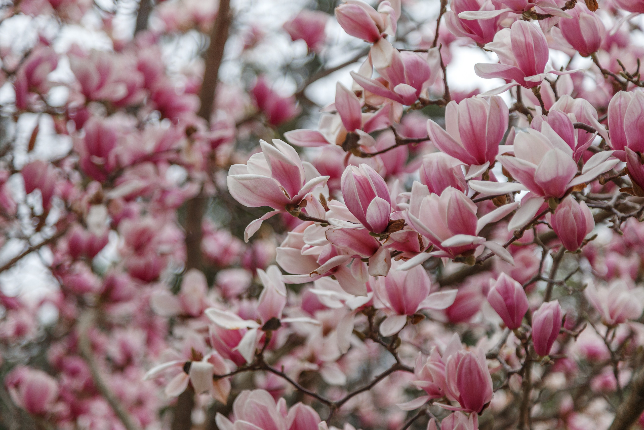 Александра и Никита. Свадебный и репортажный фотограф Краснодар и Край