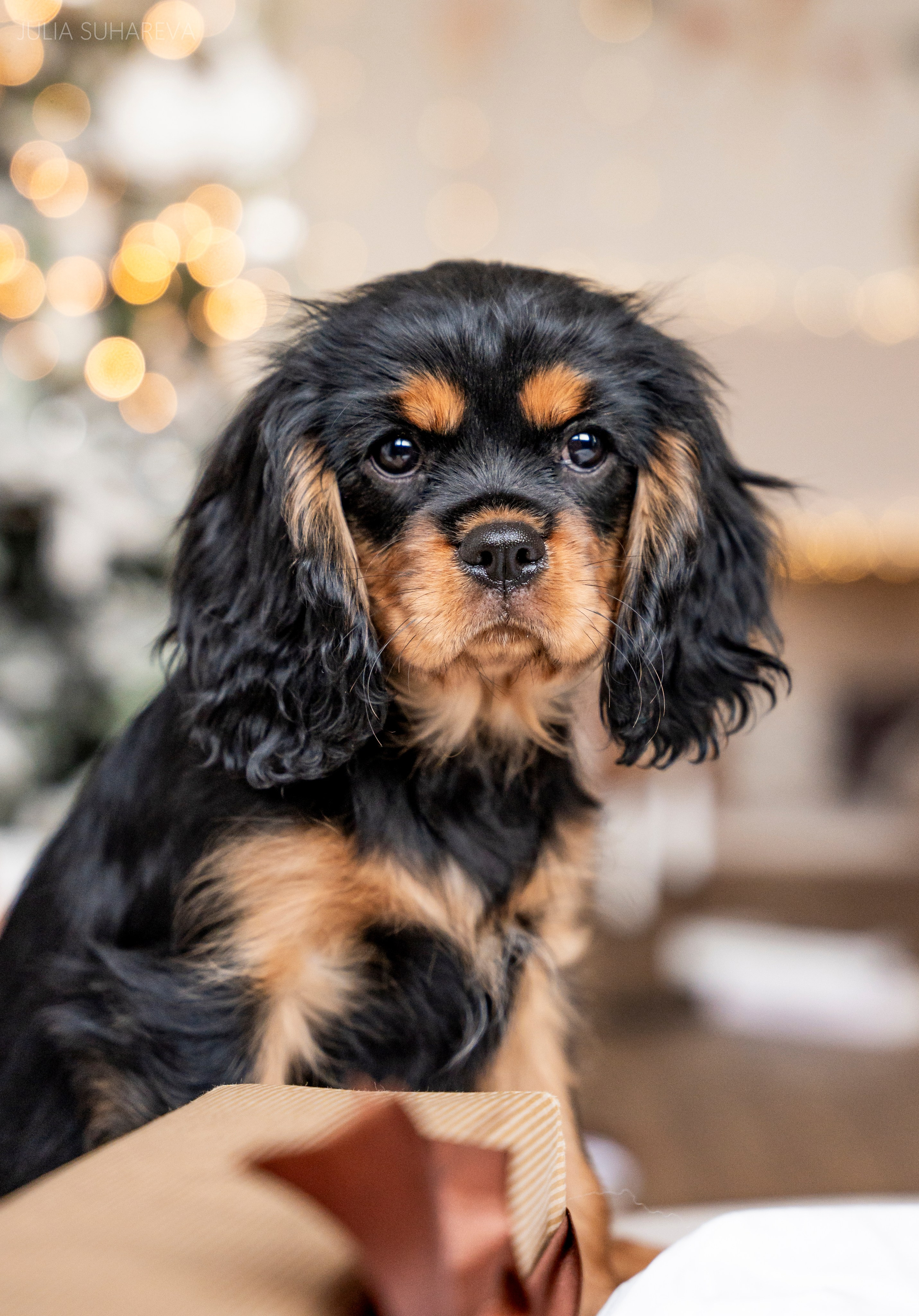 Щенки Кавалер кинг-чарльз-спаниель (Новый год). Главная