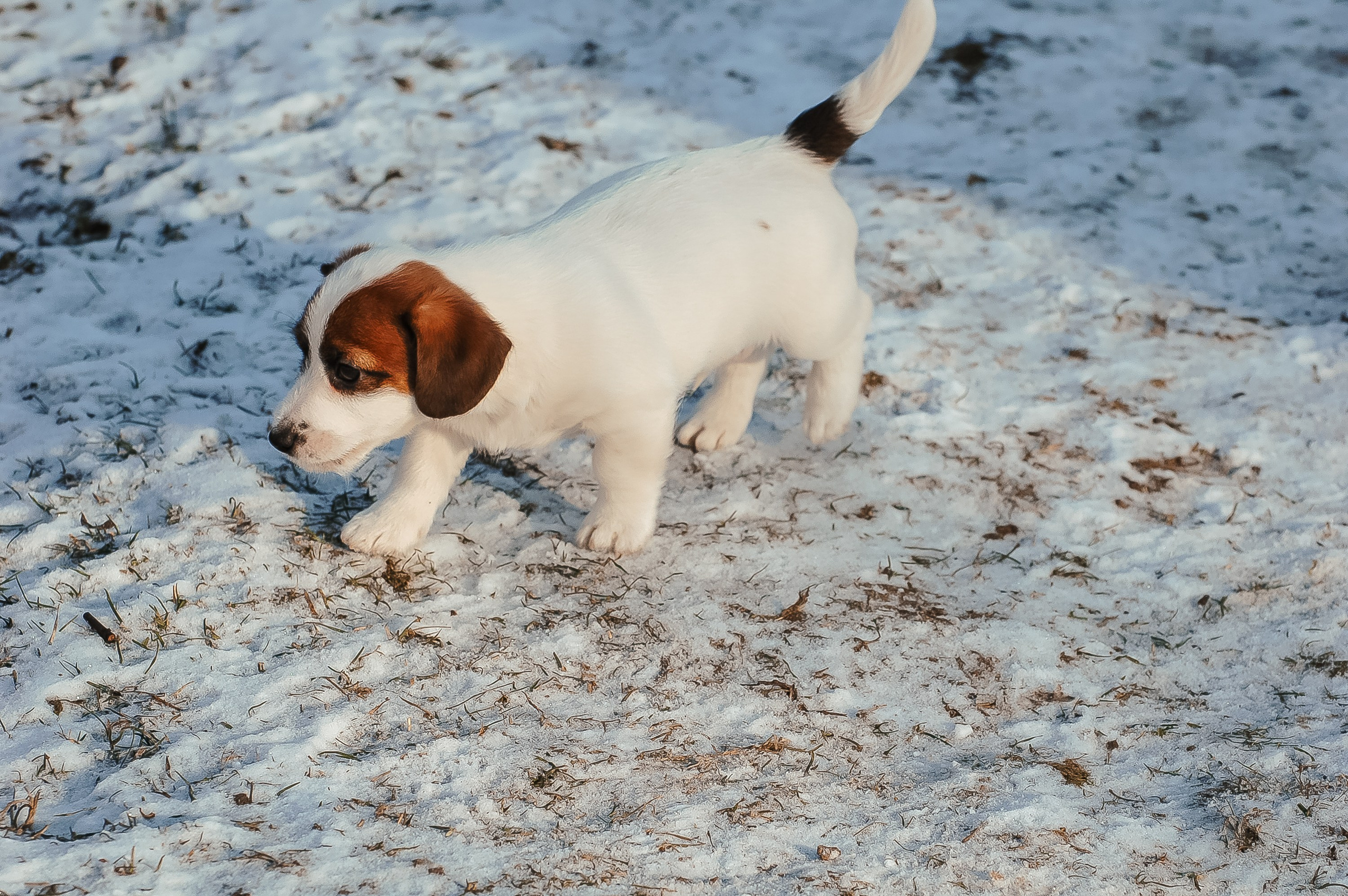 1КОБЛ_МОНОКЛЬ_Ц_ЛИТТЕР. CANE MAESTRO — kennel Jack Russell Terrier