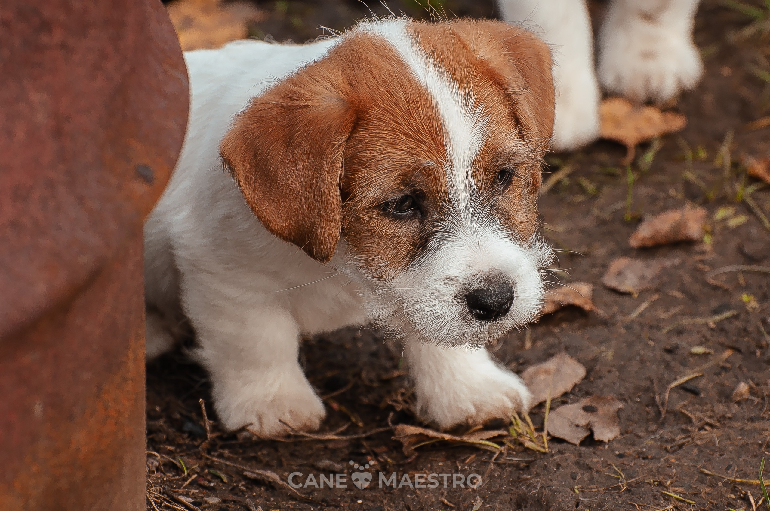 КобZ_3_брыж-27_08_25. КАНЕ МАЭСТРО — питомник Джек рассел терьеров