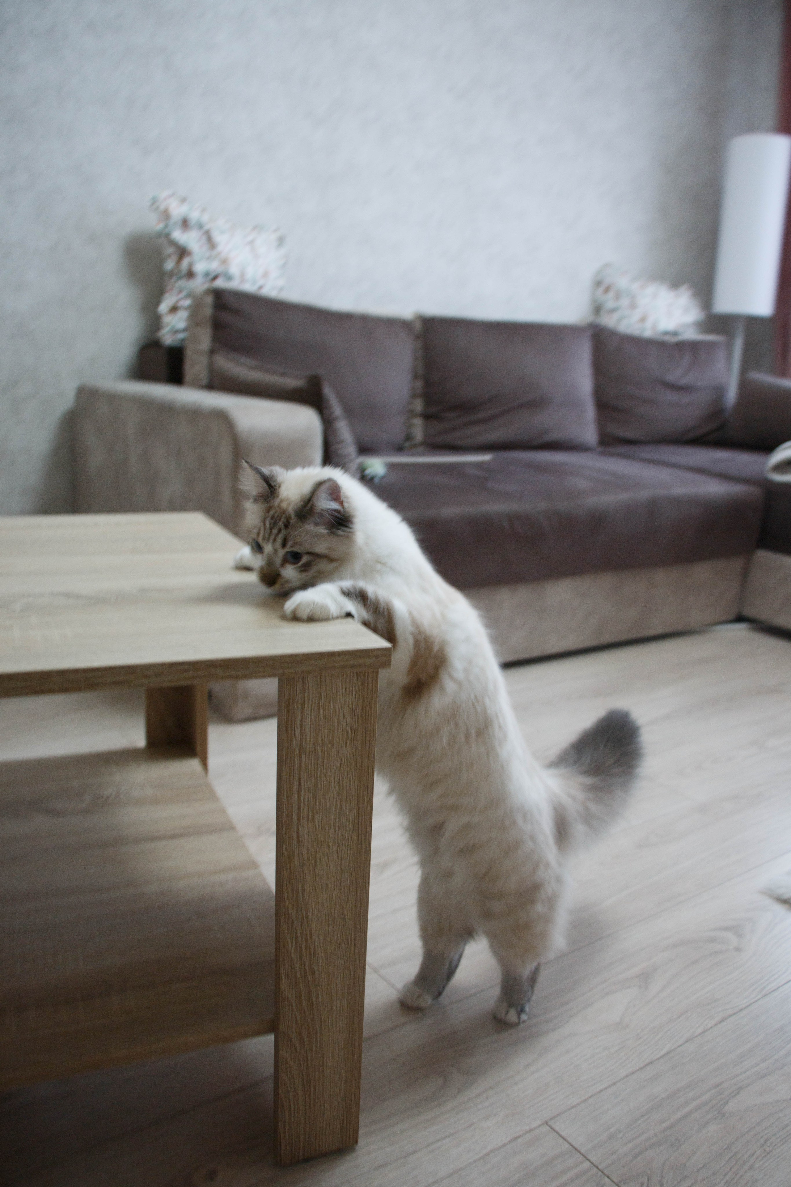 Kristina & Miya. Бережно сохраняю ваши чувства и истории на своих фотографиях