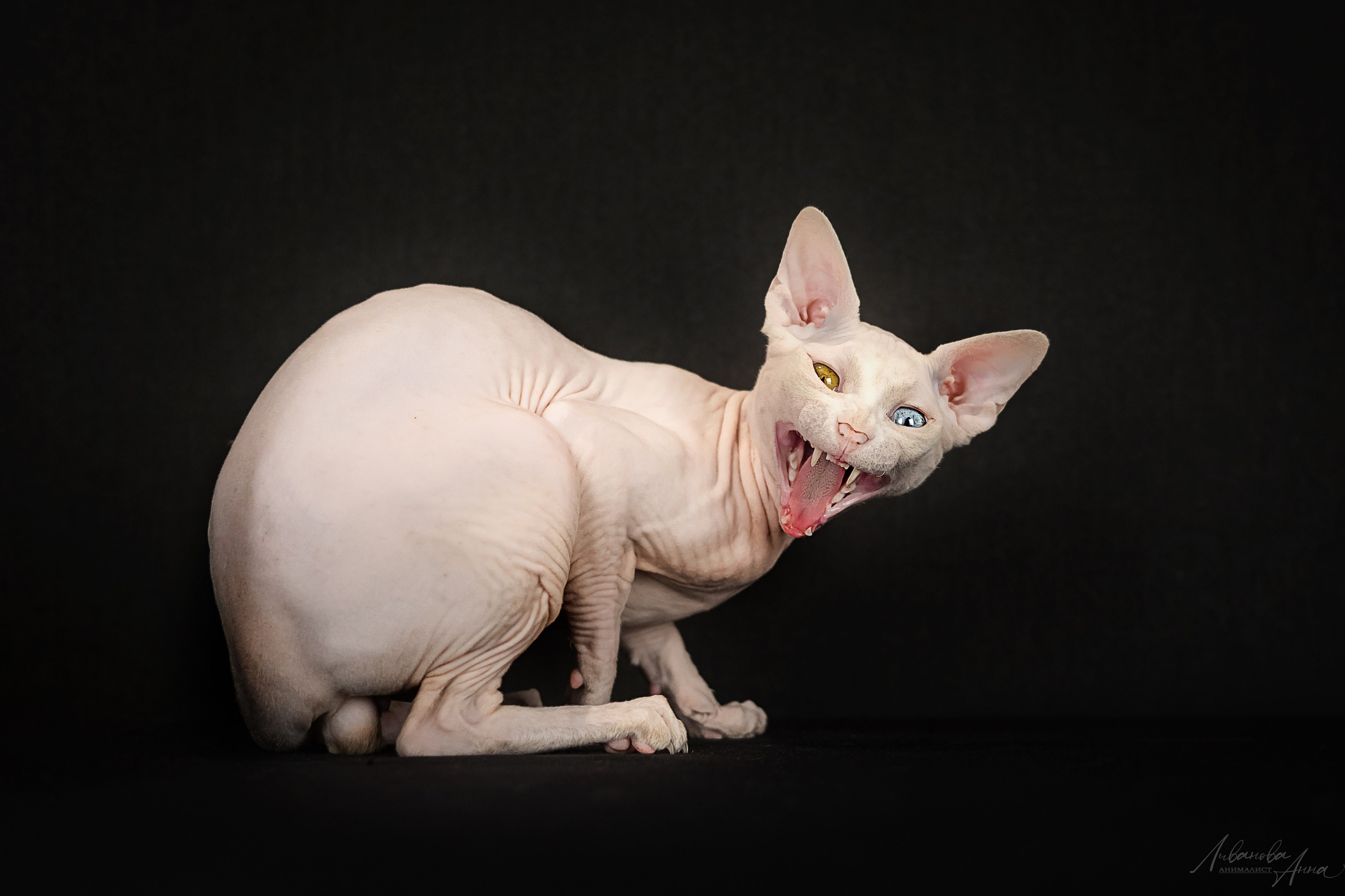 Сфинксы. Фотограф анималист Аня Ливанова | Рыбинск