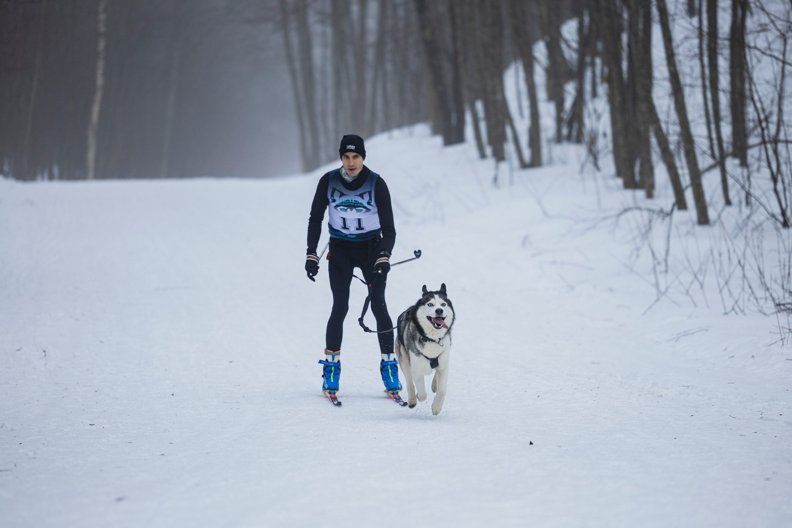 Зимний Чемпионат Санкт-Петербурга по ездовому спорту. Фотограф-анималист Анна Маринич