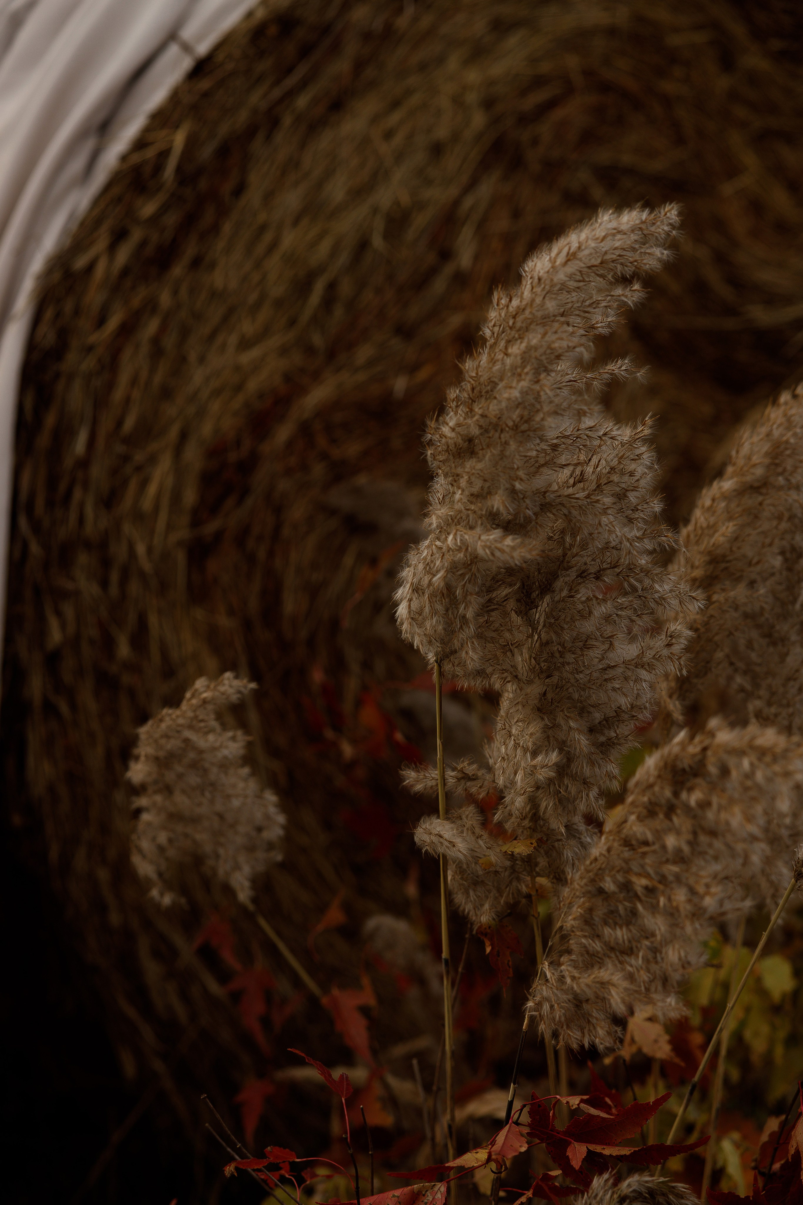 Ясная Поляна. Свадебный и семейный фотограф  во Владивостоке Ольга Украинец