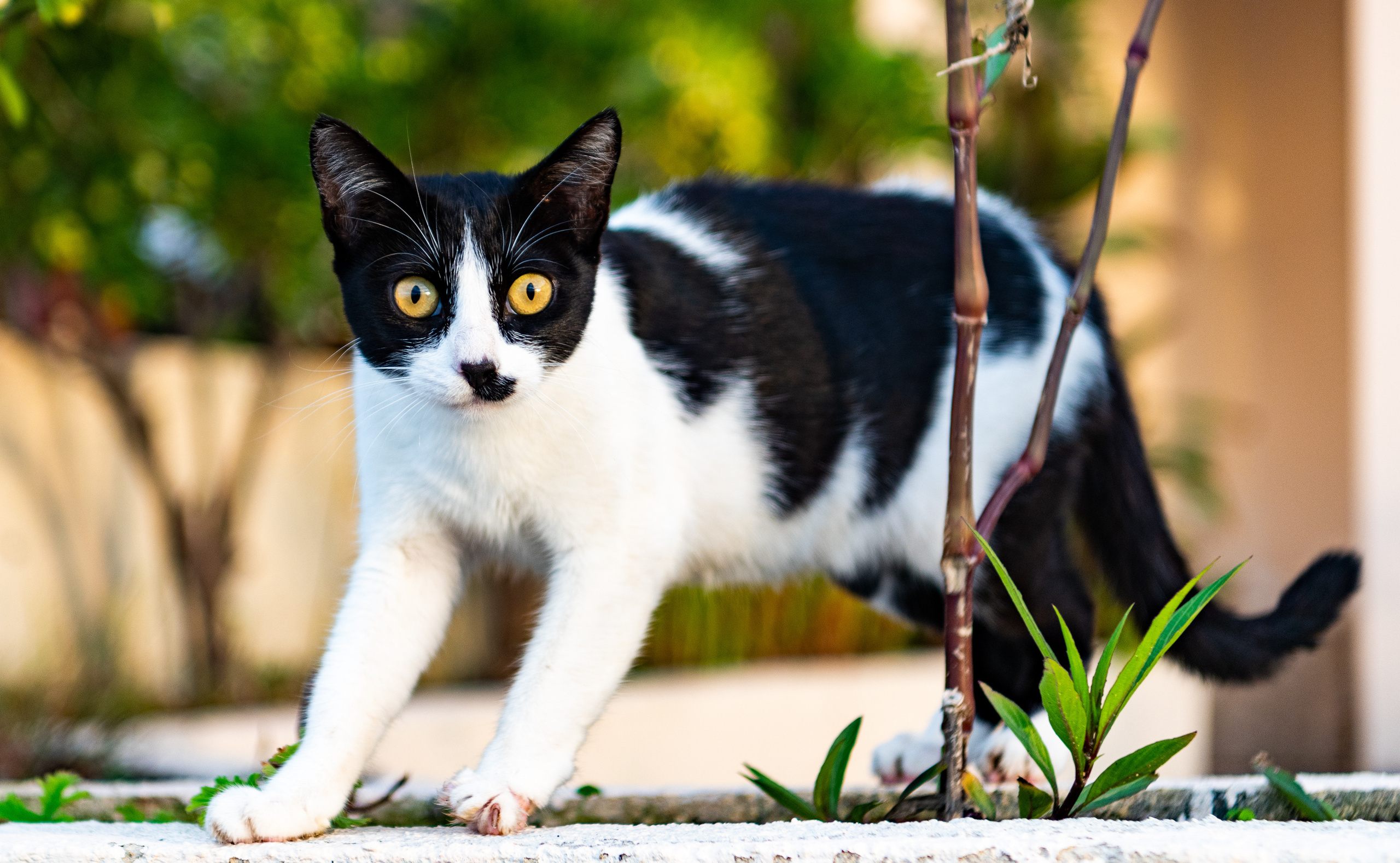 Греция 2021. Создание обучающих видеороликов Puponin Production