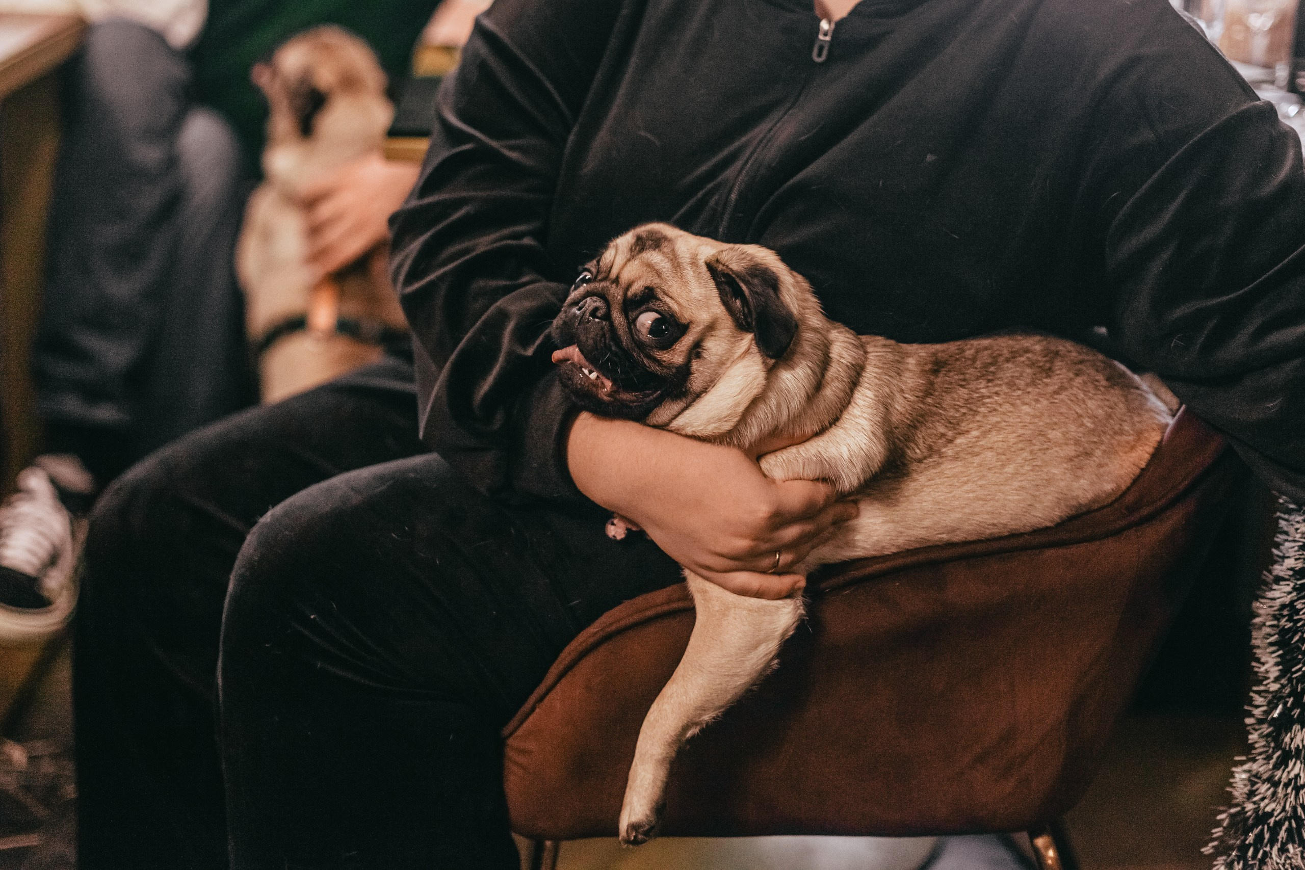 Мопсовстреча 02.12.2023. Фотограф-анималист Татьяна Степанова