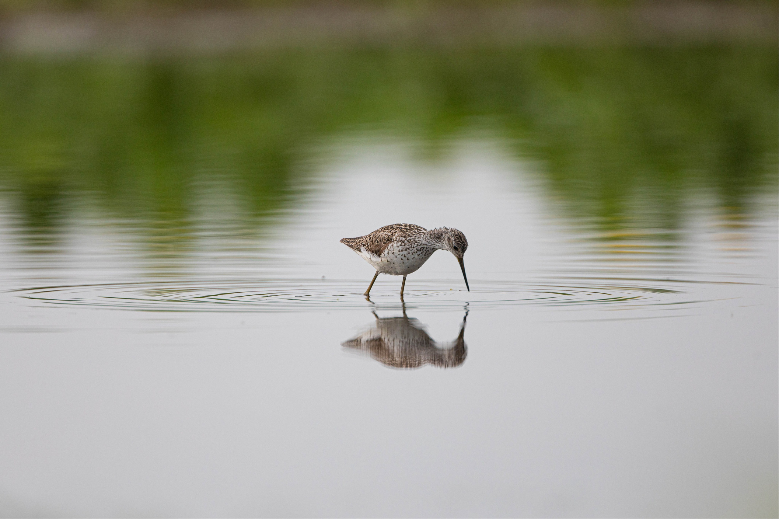 На болоте, около Новосибирска, Дикая природа, Артем Федоров, Новосибирск