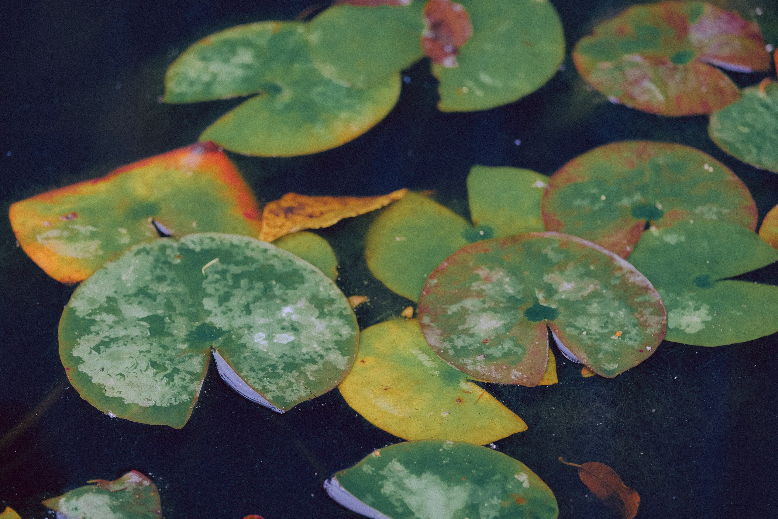 Осеняя прогулка. Профессиональный фотограф, Санкт-Петербург — Виктория Богомолова