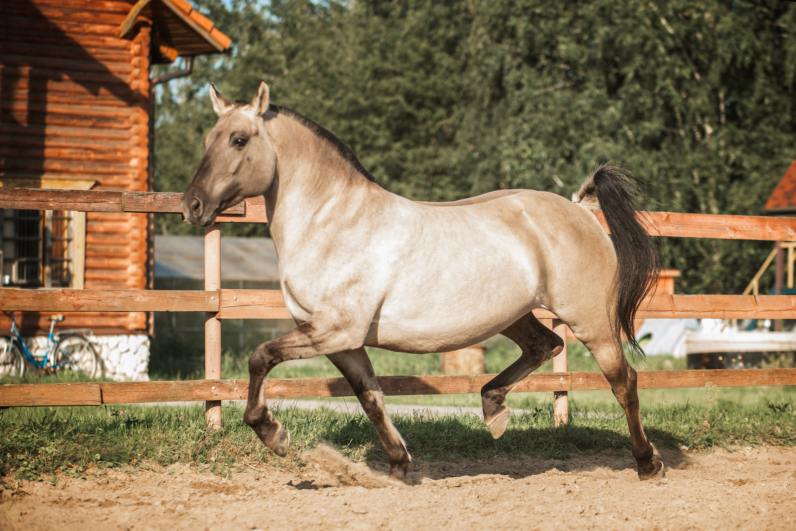Катя SedlaMSK и Кася с Габи. Конный фотограф Куракина Дарья • Фотосессии с лошадьми