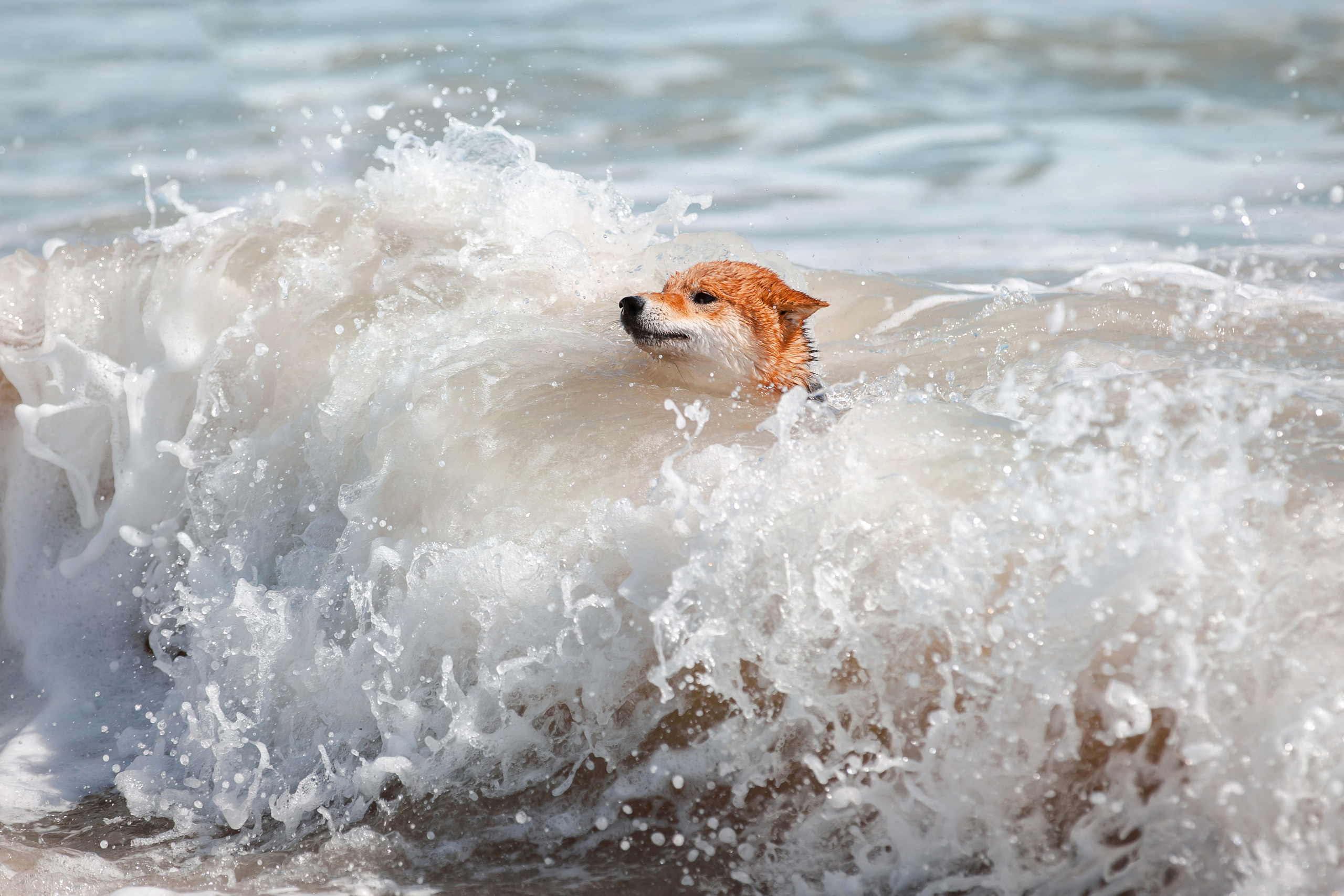Фотосессия «Человек и собака». Фотограф-анималист в Краснодаре Маша Мельникова