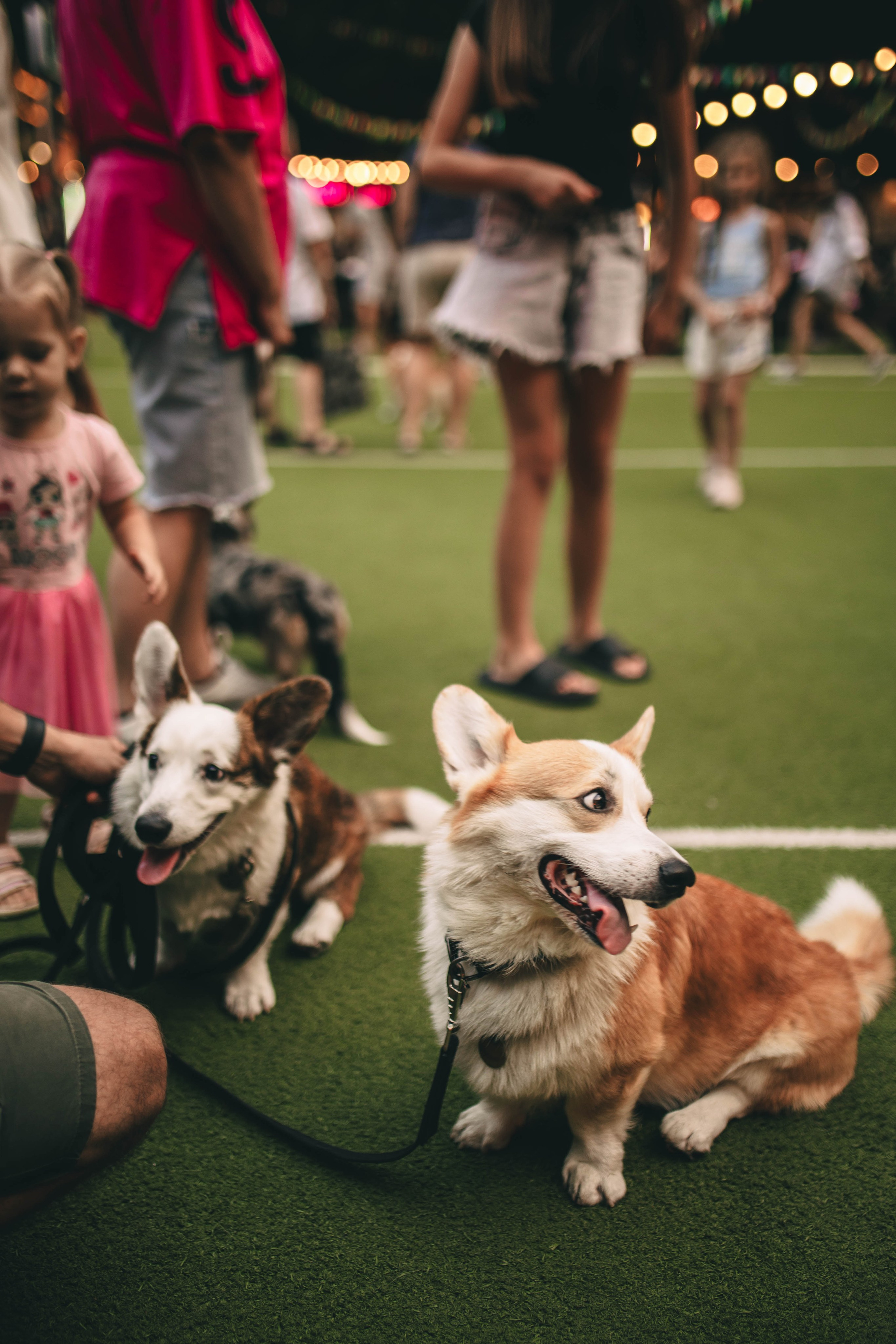 Pet-Party + Live-music |Парк Культуры. Фотограф в Ставрополе Алина Клочкова