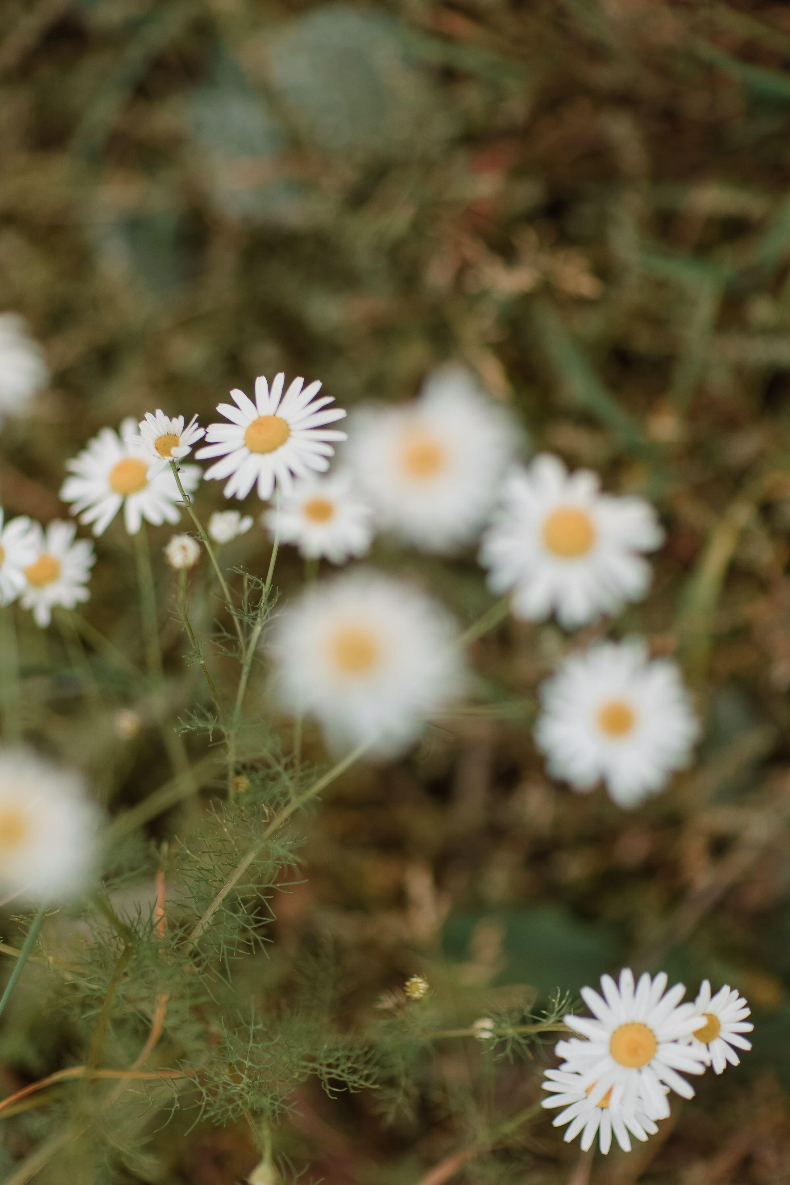Алина. Свадебный фотограф