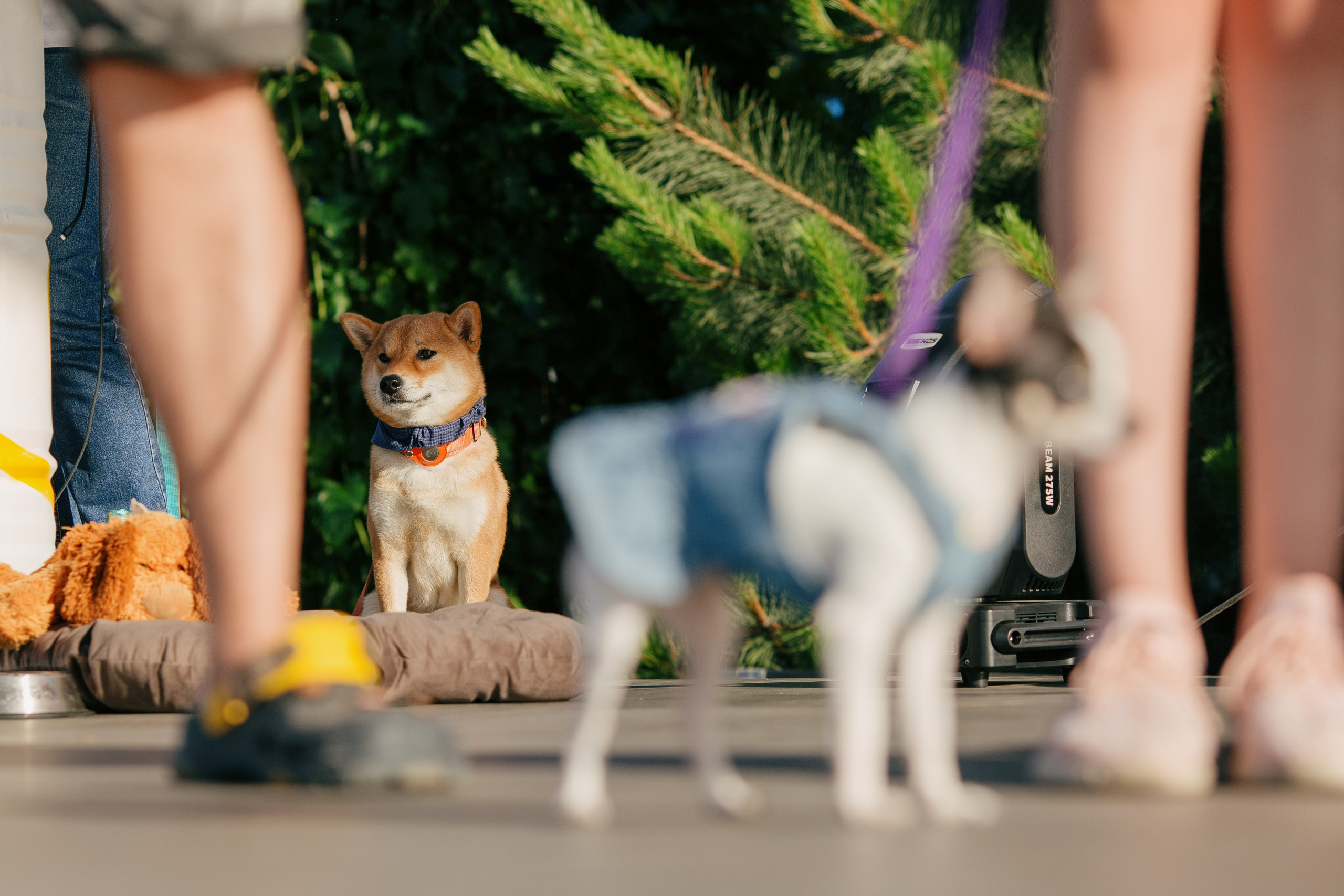 Dog Fest 2024. Главная