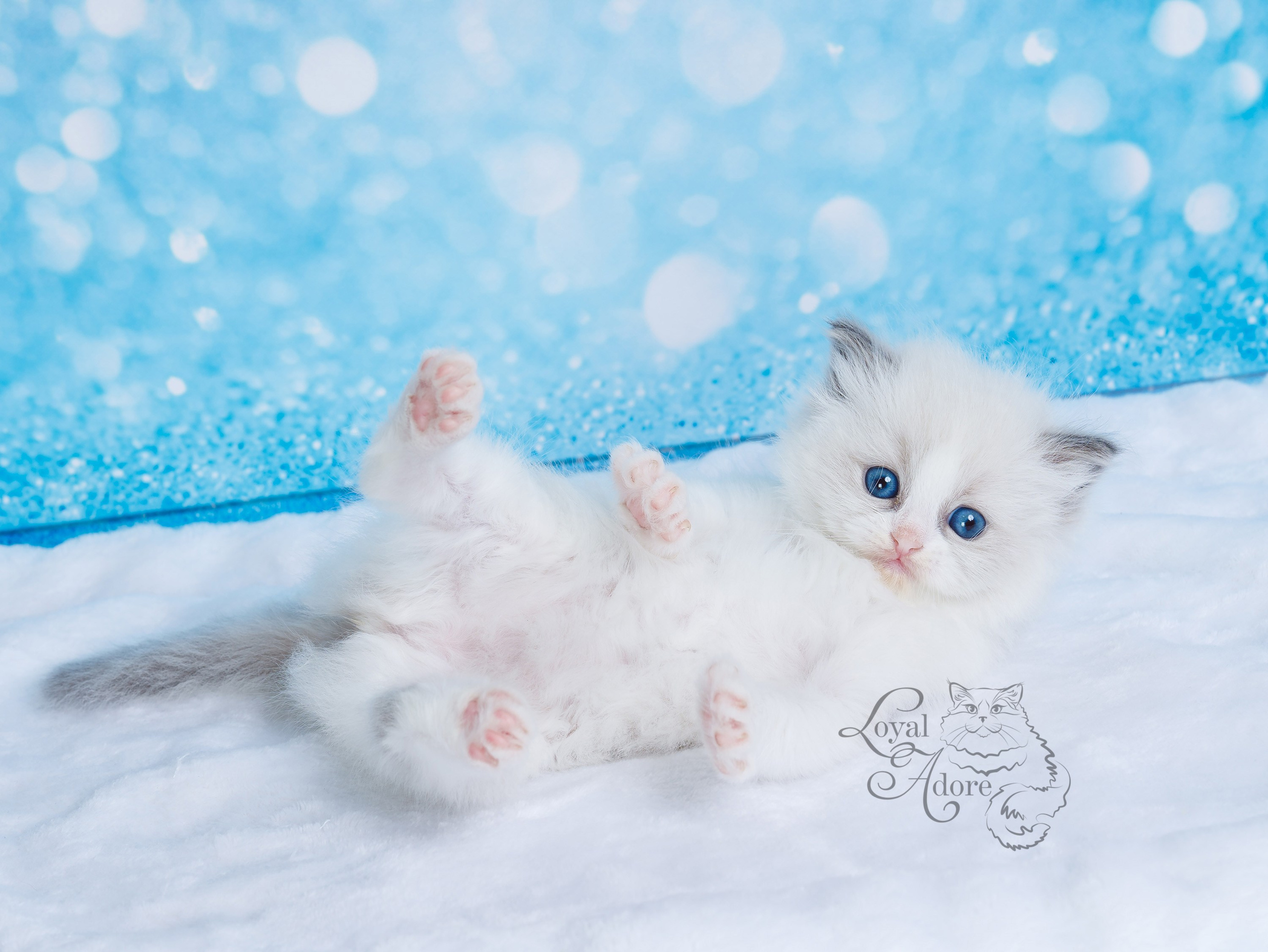 Котята рэгдолл от Loyal Adore. Питомник рэгдолл Loyal Adore