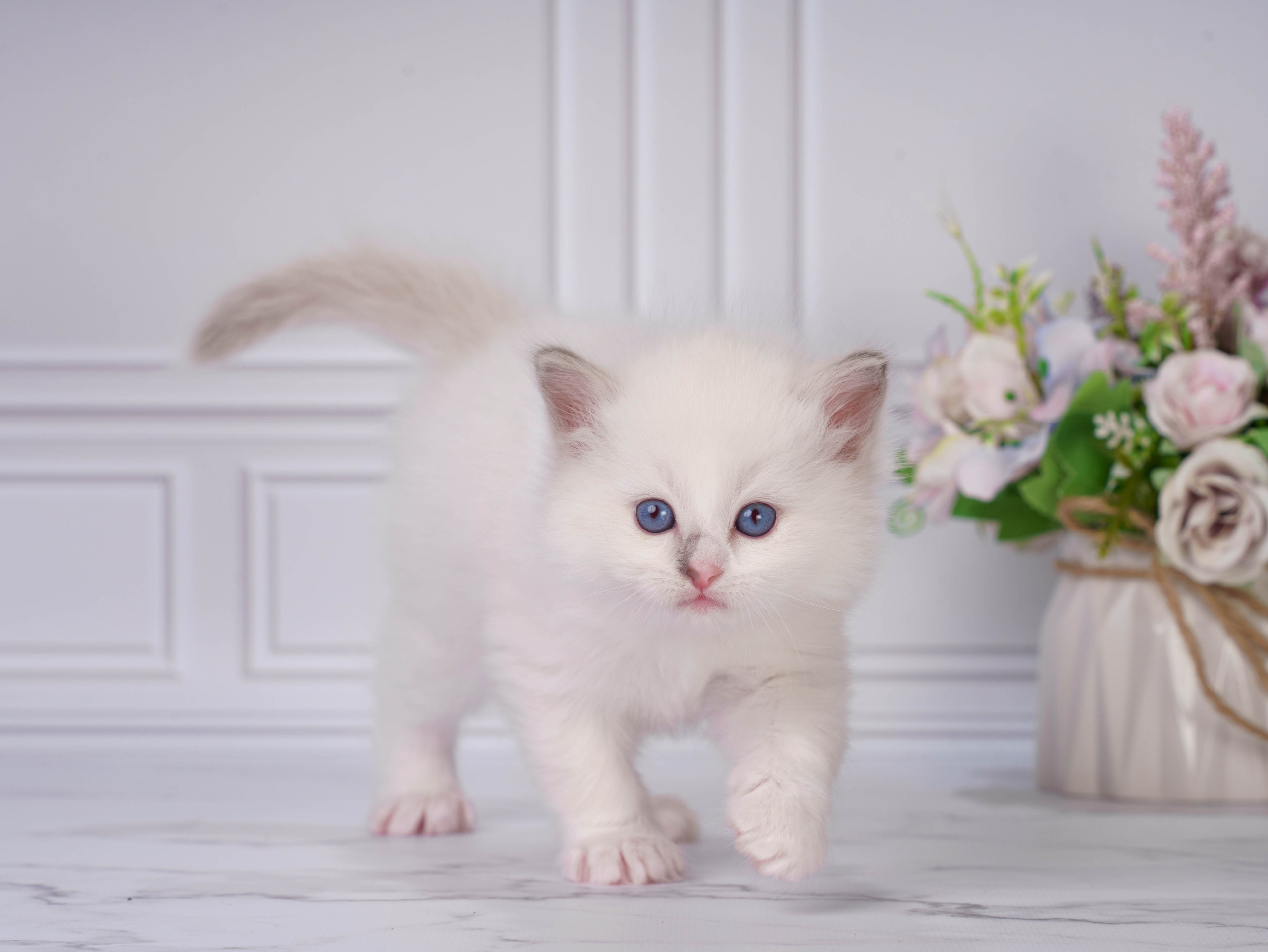 Котята рэгдолл от Loyal Adore. Питомник рэгдолл Loyal Adore