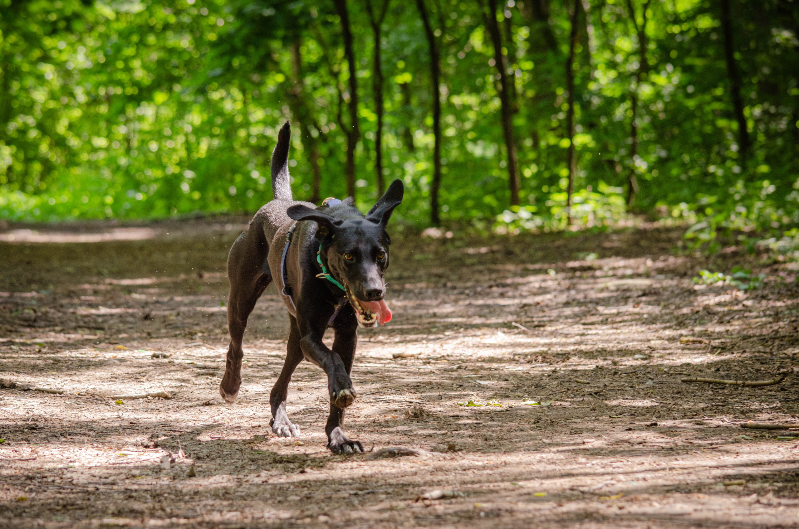 Мира и Барон. Фотограф Светлана Блинова, Москва и Московская область