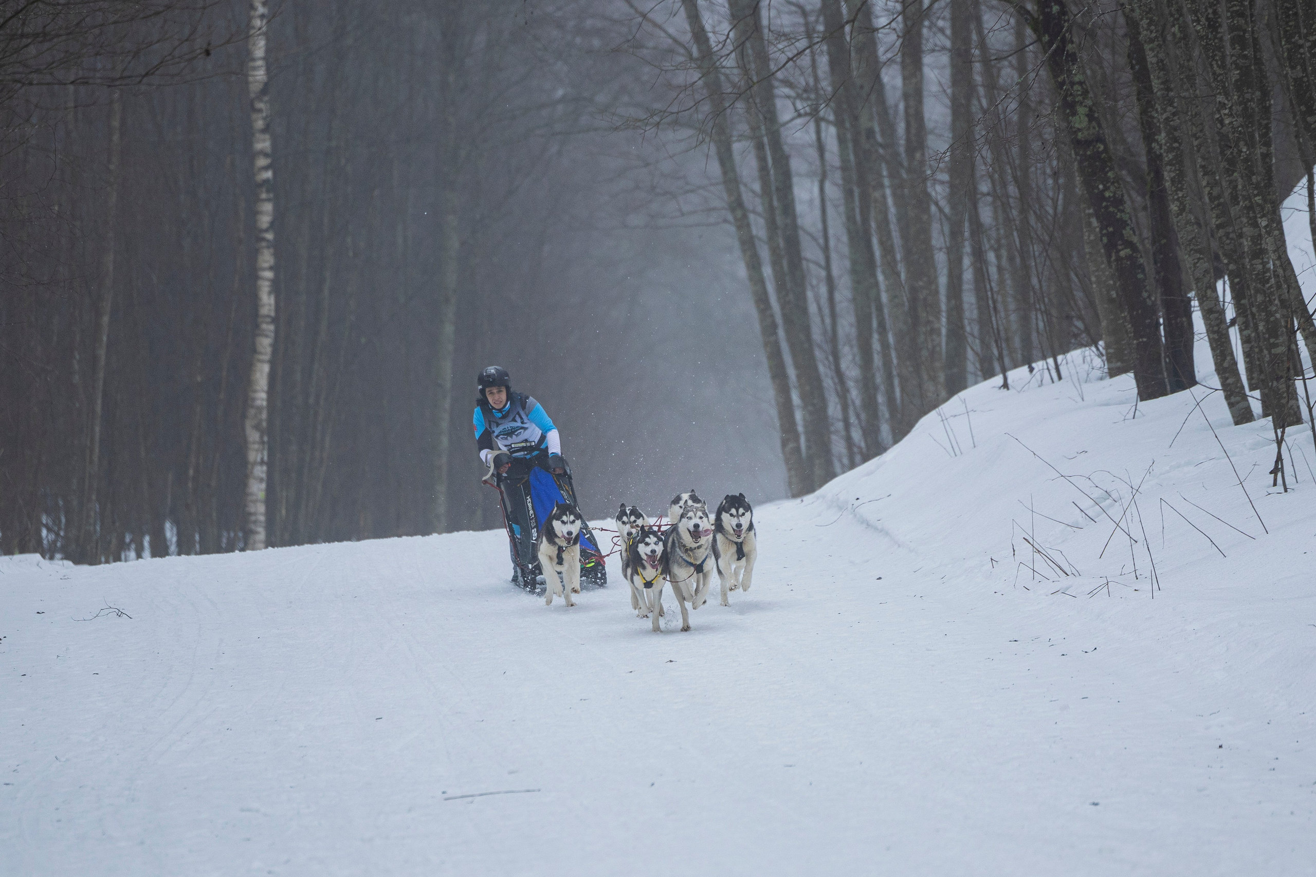 Зимний Чемпионат Санкт-Петербурга по ездовому спорту. Фотограф-анималист Анна Маринич