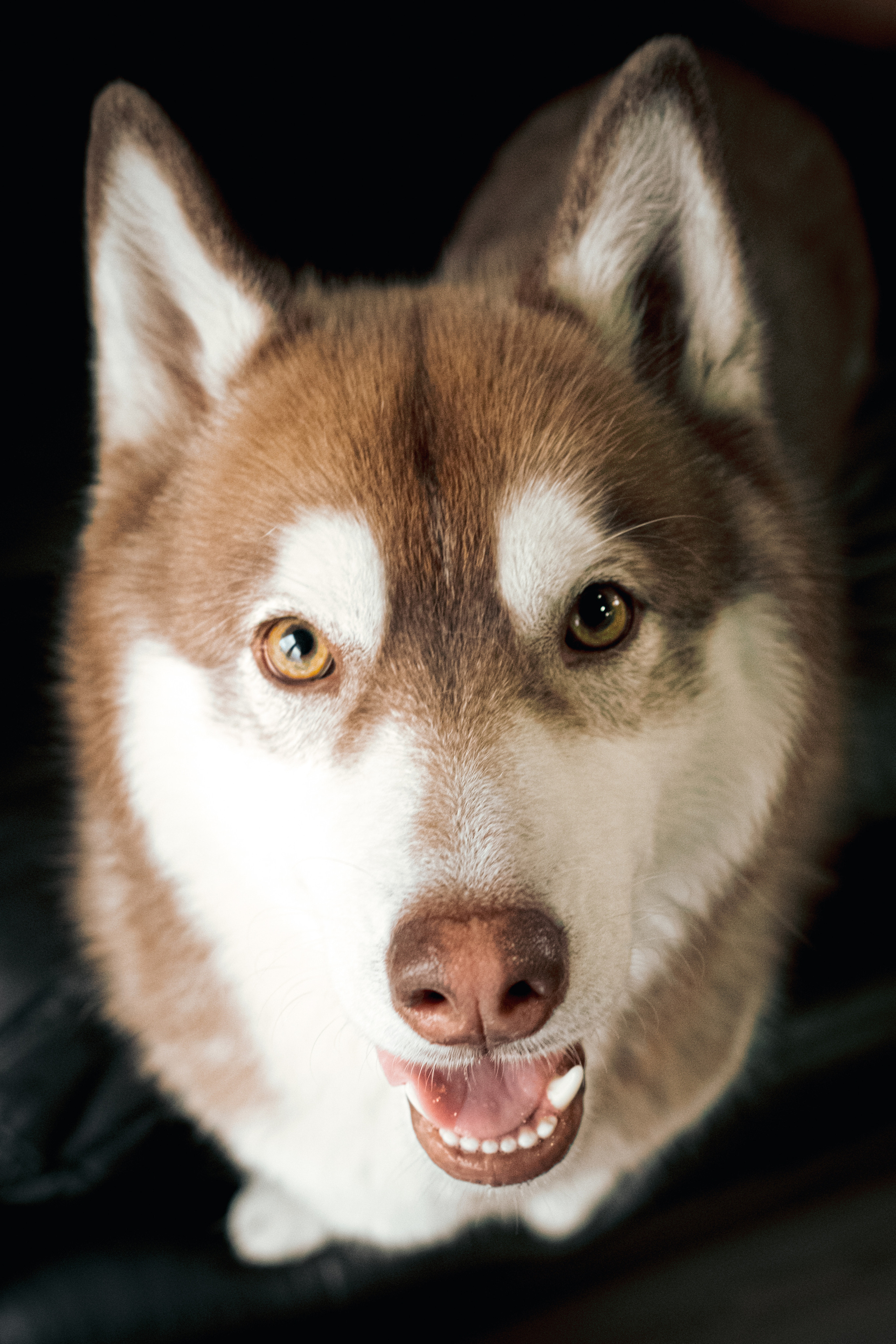 Катя и семья. Семейный фотограф в Санкт-Петербурге Дарья Косянчук
