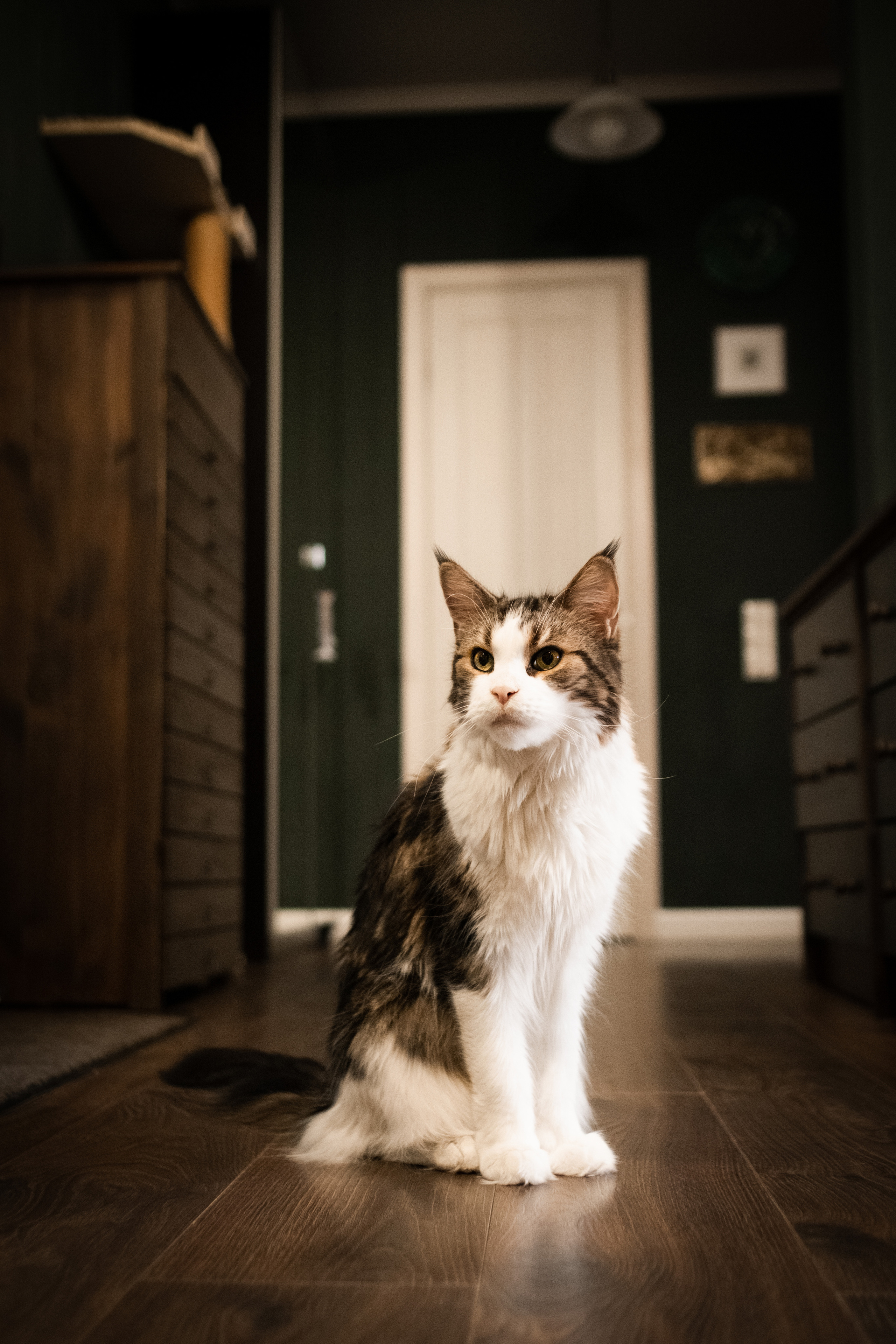 Аня, Антон, Машенька, Ерёма и Бродя. Семейный фотограф в Санкт-Петербурге Дарья Косянчук