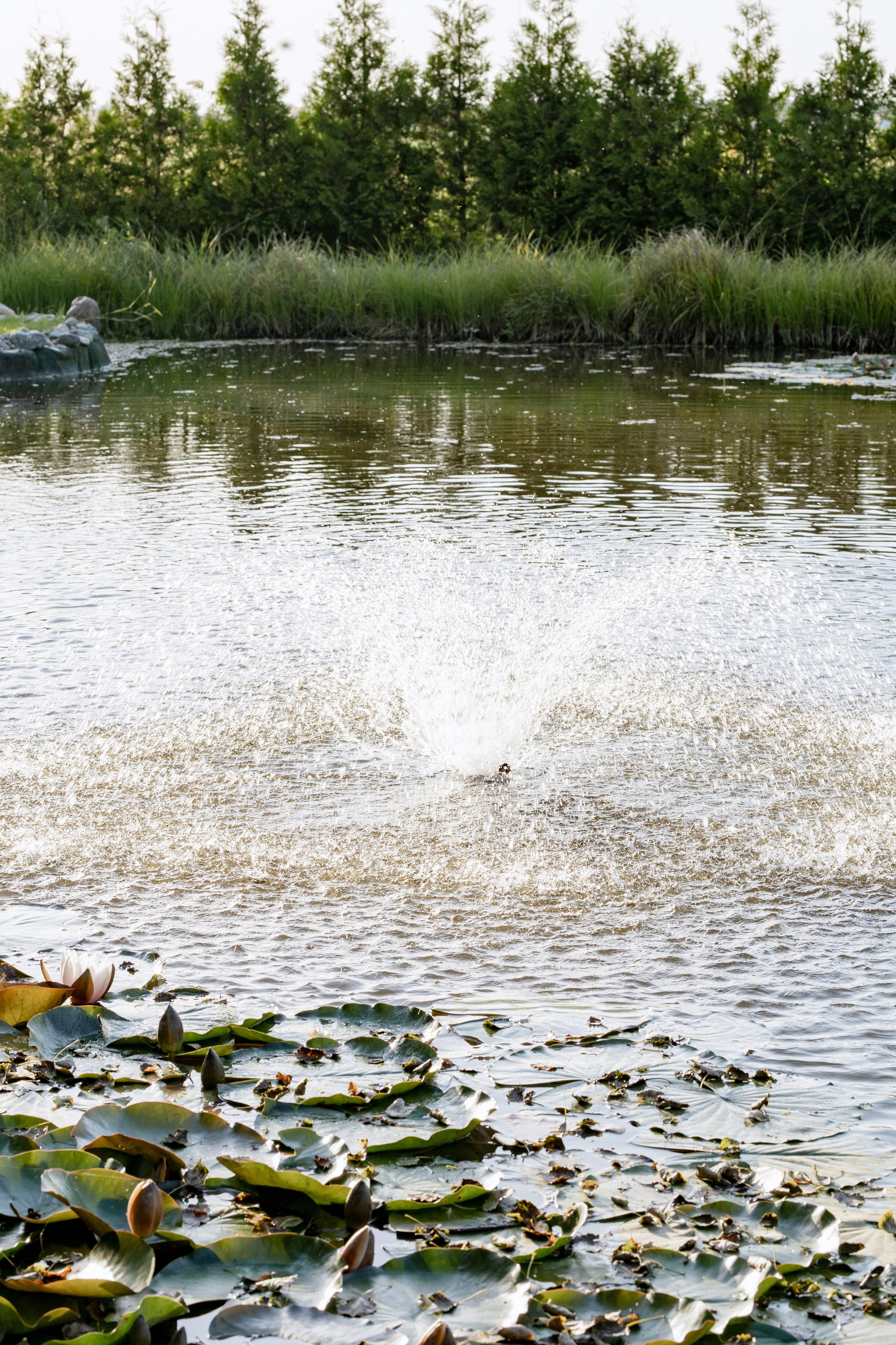 Ангелина и Дима. Свадебный фотограф Витебск Минск