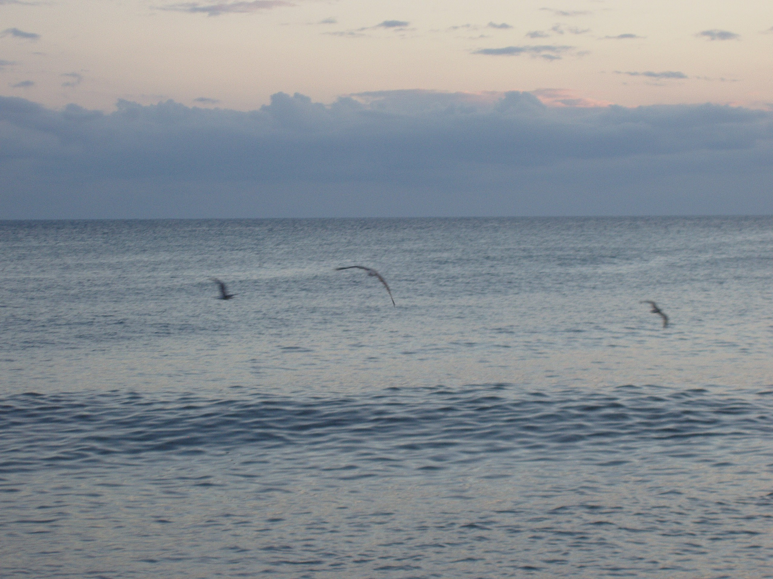 Отпуск 28.07-17.08. Семейный, Свадебный фотограф СПБ Питер— Романова Екатерина