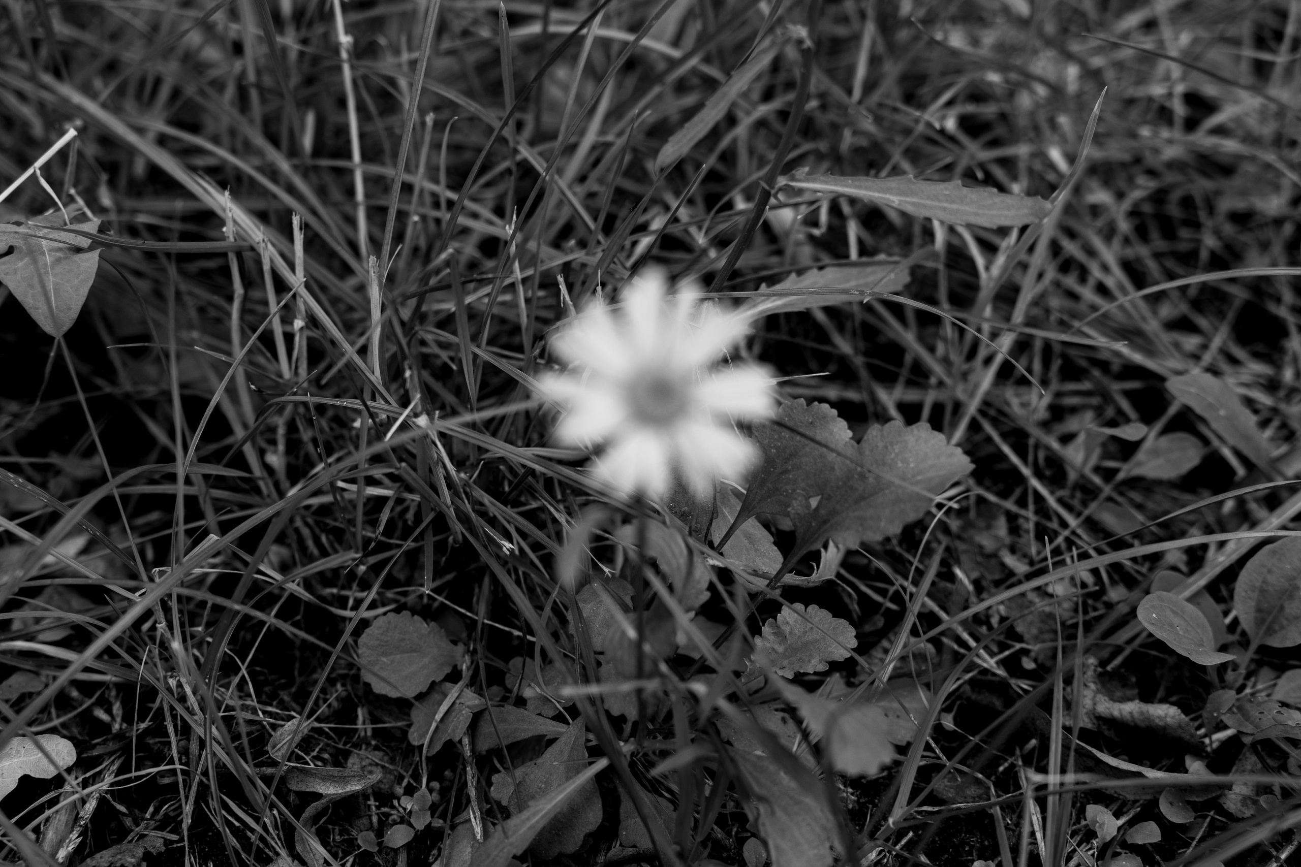 Art prints. Фотограф алина стерхова, алина стерхова фотограф, фотограф москва