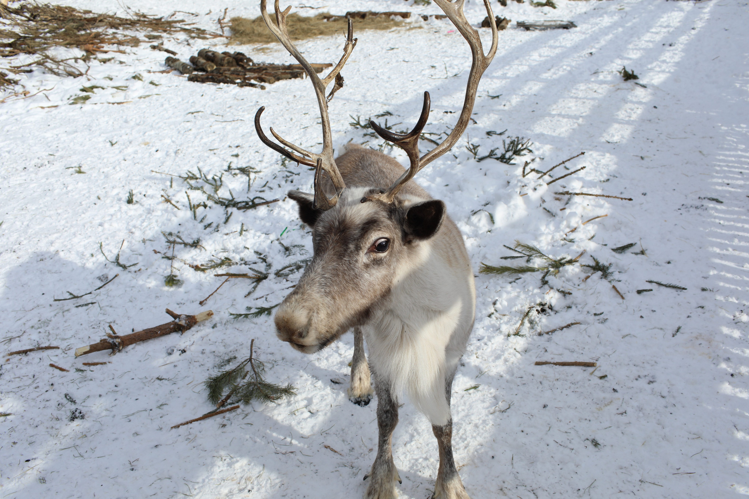 Наши партнеры. Иволга74