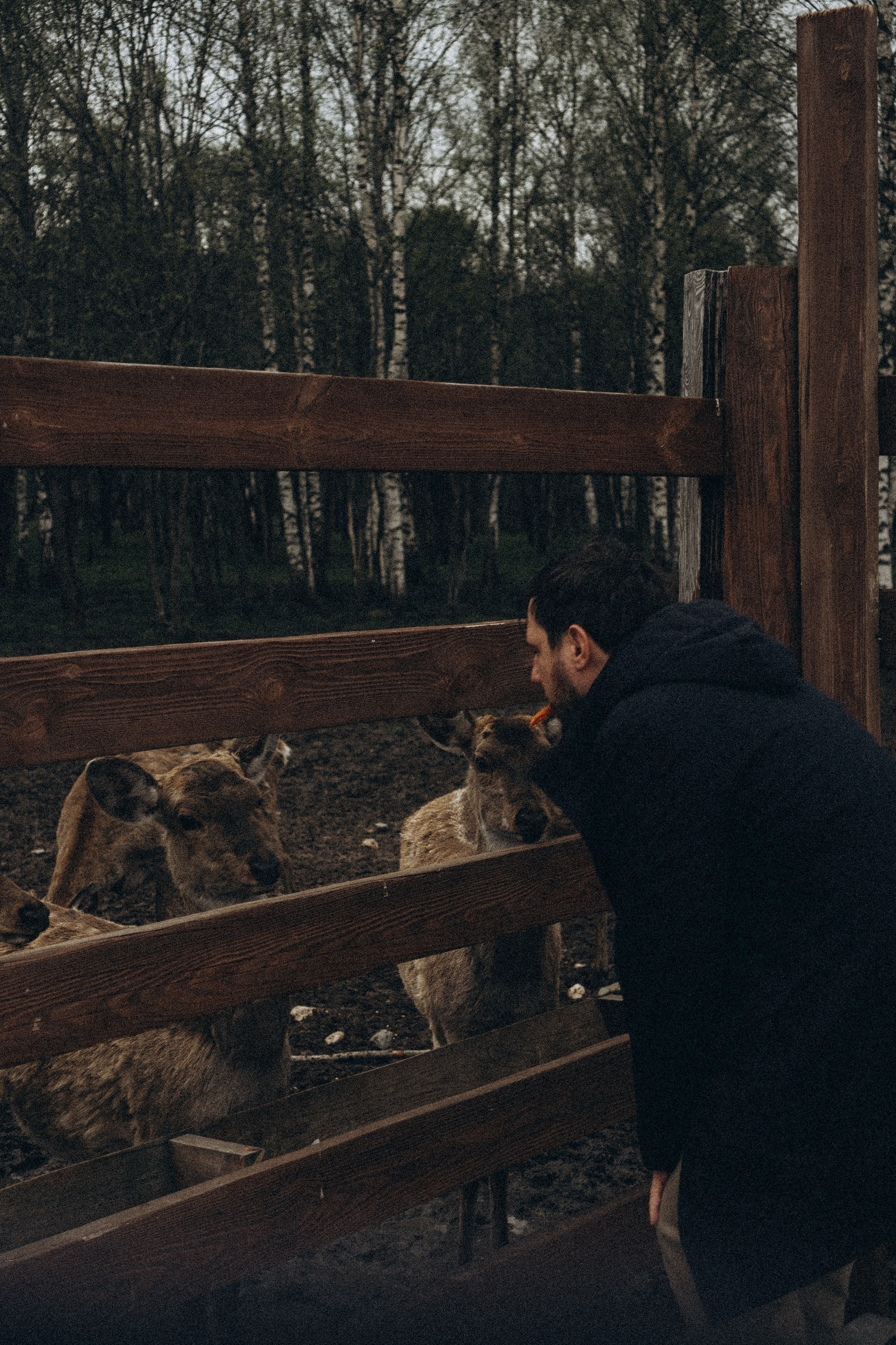 ОЛЕНЬЯ ФЕРМА В ТВЕРИ. Профессиональный фотограф, Санкт-Петербург — Виктория Богомолова