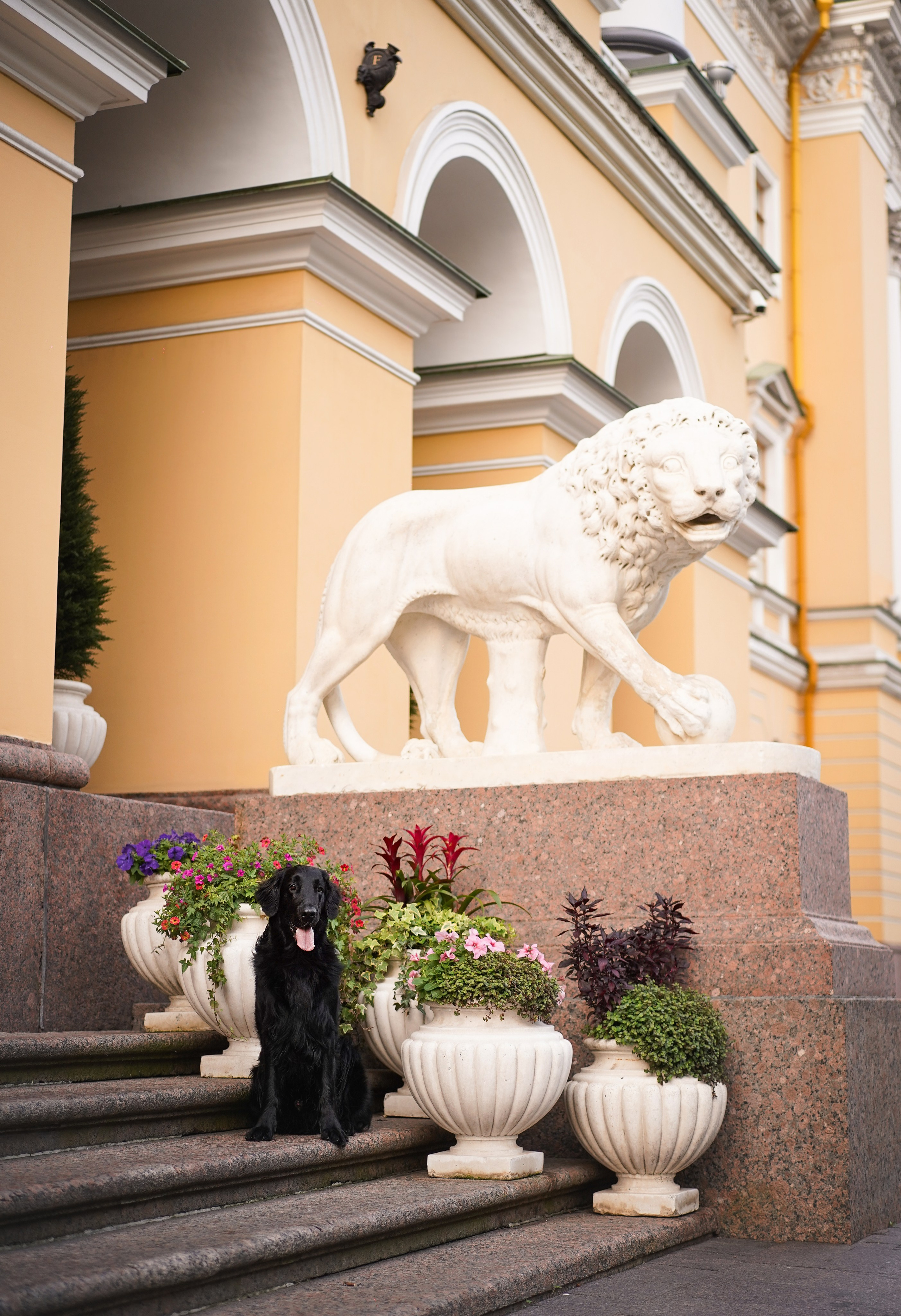 Анна и Мустик. Фотограф-анималист в Санкт-Петербурге Яна Мартынова