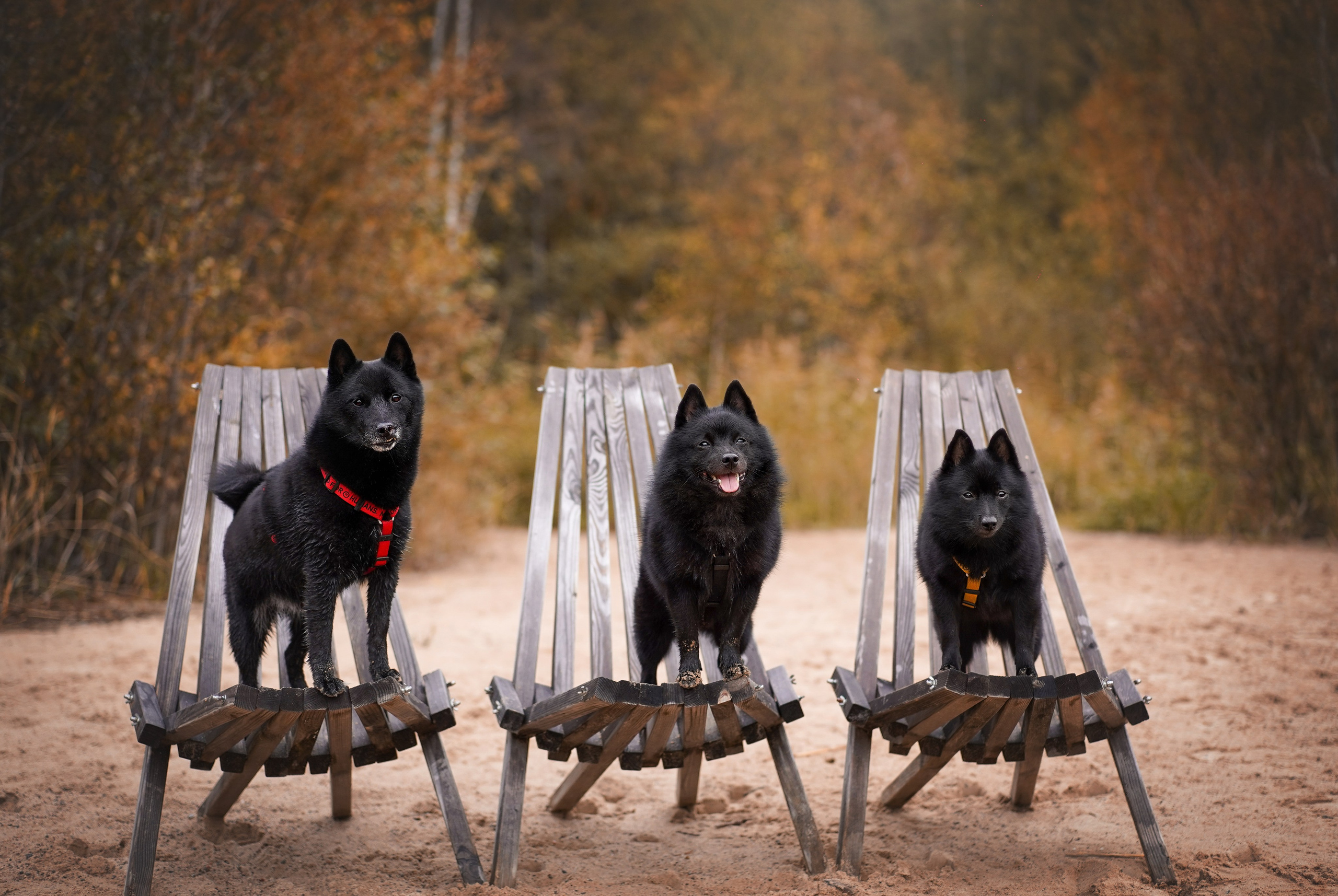 Аня Мишель Арчи и Майкл. Фотограф-анималист в Санкт-Петербурге Яна Мартынова