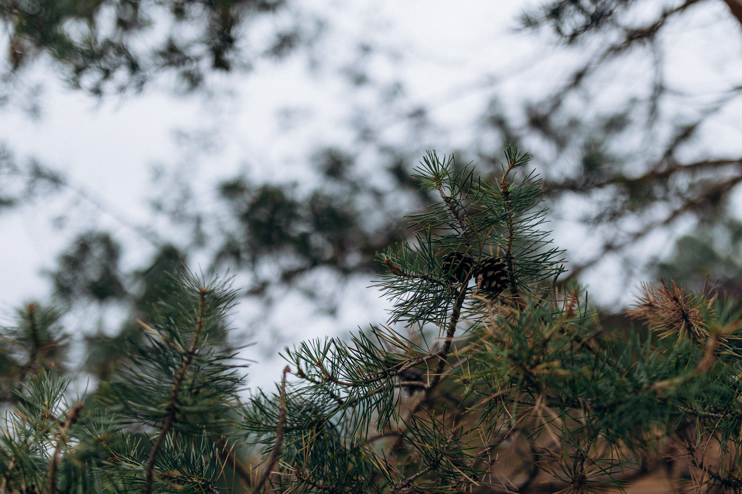 Дмитрий и Юлия. Свадебный и семейный фотограф в Красноярске Анастасия Турчанова